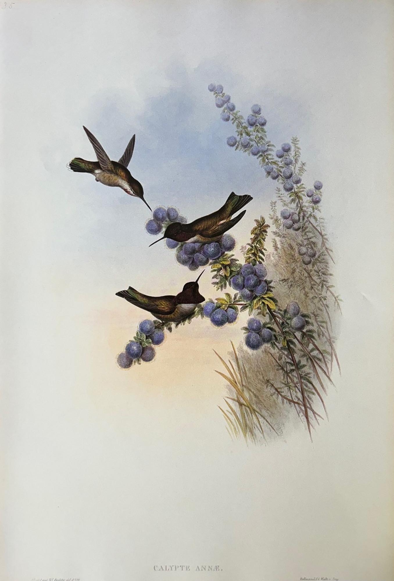 Conjunto muy decorativo de seis colibríes sin enmarcar de John Gould Británico
