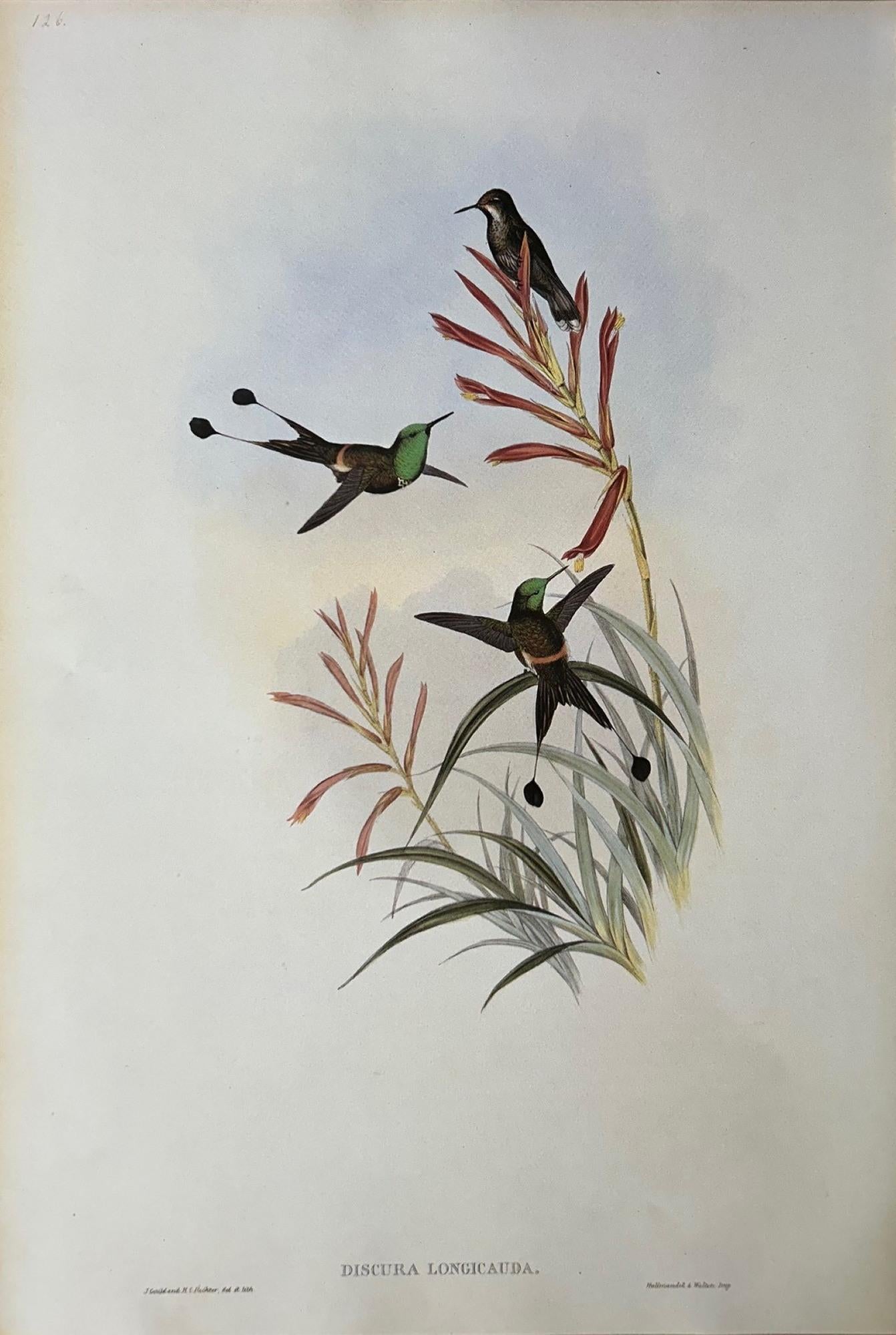 Conjunto muy decorativo de seis colibríes sin enmarcar de John Gould en Excelente Estado en Pewsey, GB
