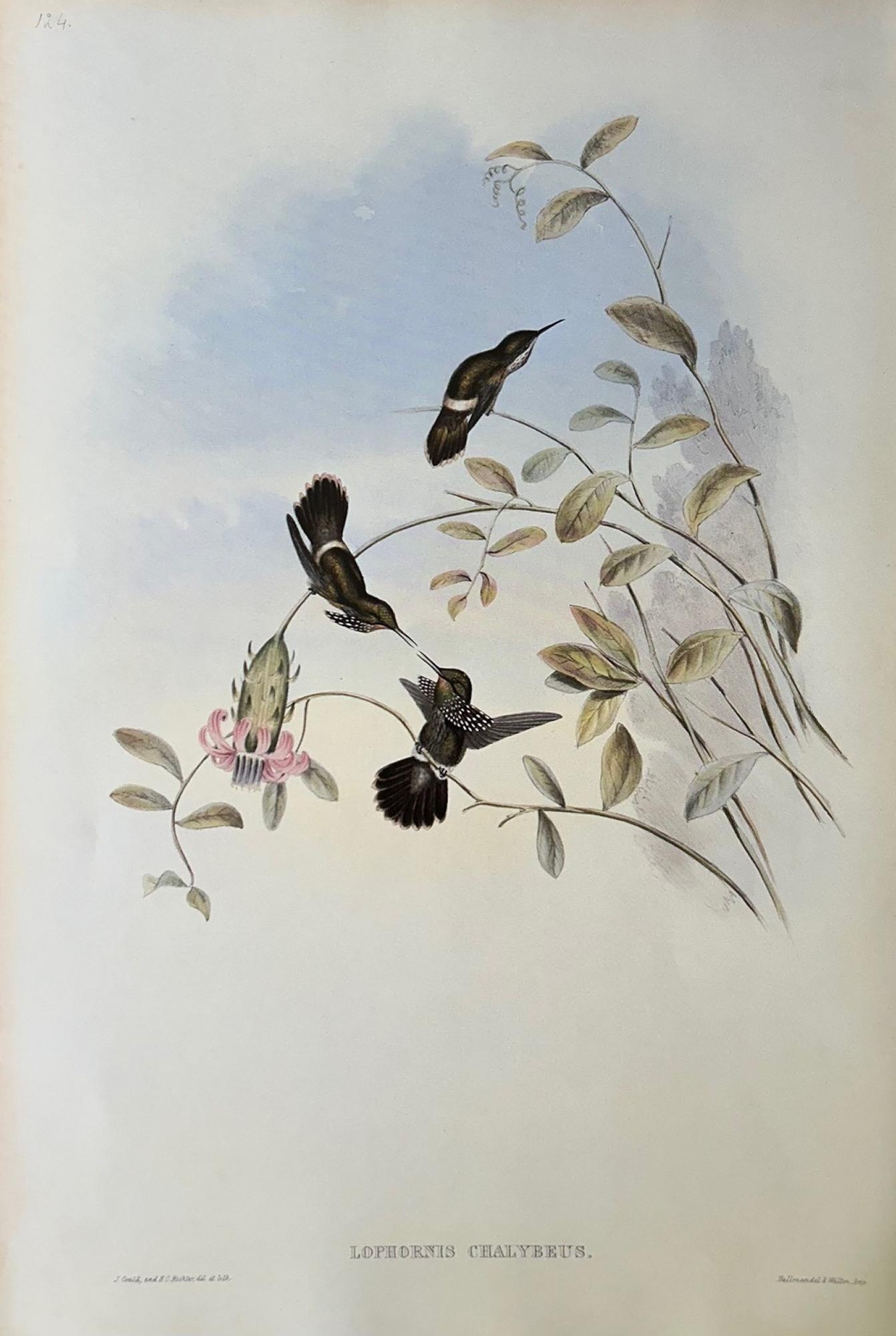 Conjunto muy decorativo de seis colibríes sin enmarcar de John Gould siglo XX