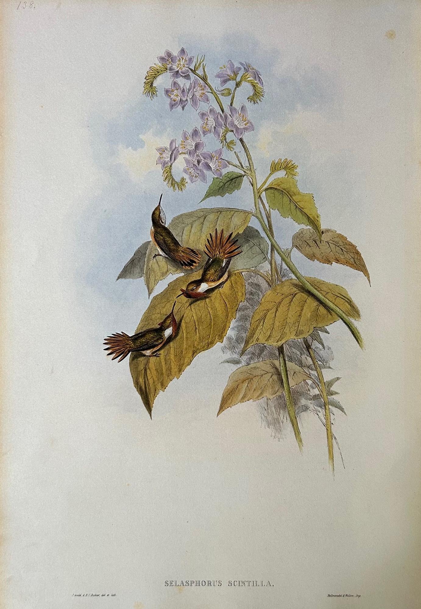 Conjunto muy decorativo de seis colibríes sin enmarcar de John Gould Papel
