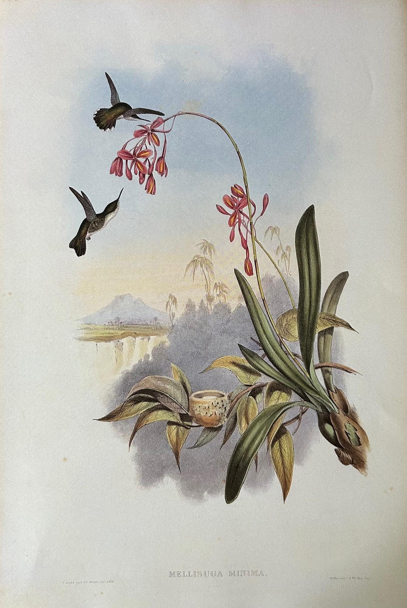 Conjunto muy decorativo de seis colibríes sin enmarcar de John Gould 1