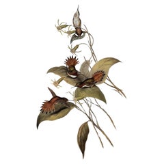 A Highly Decorative Set of Six Unframed John Gould's Humming Birds
