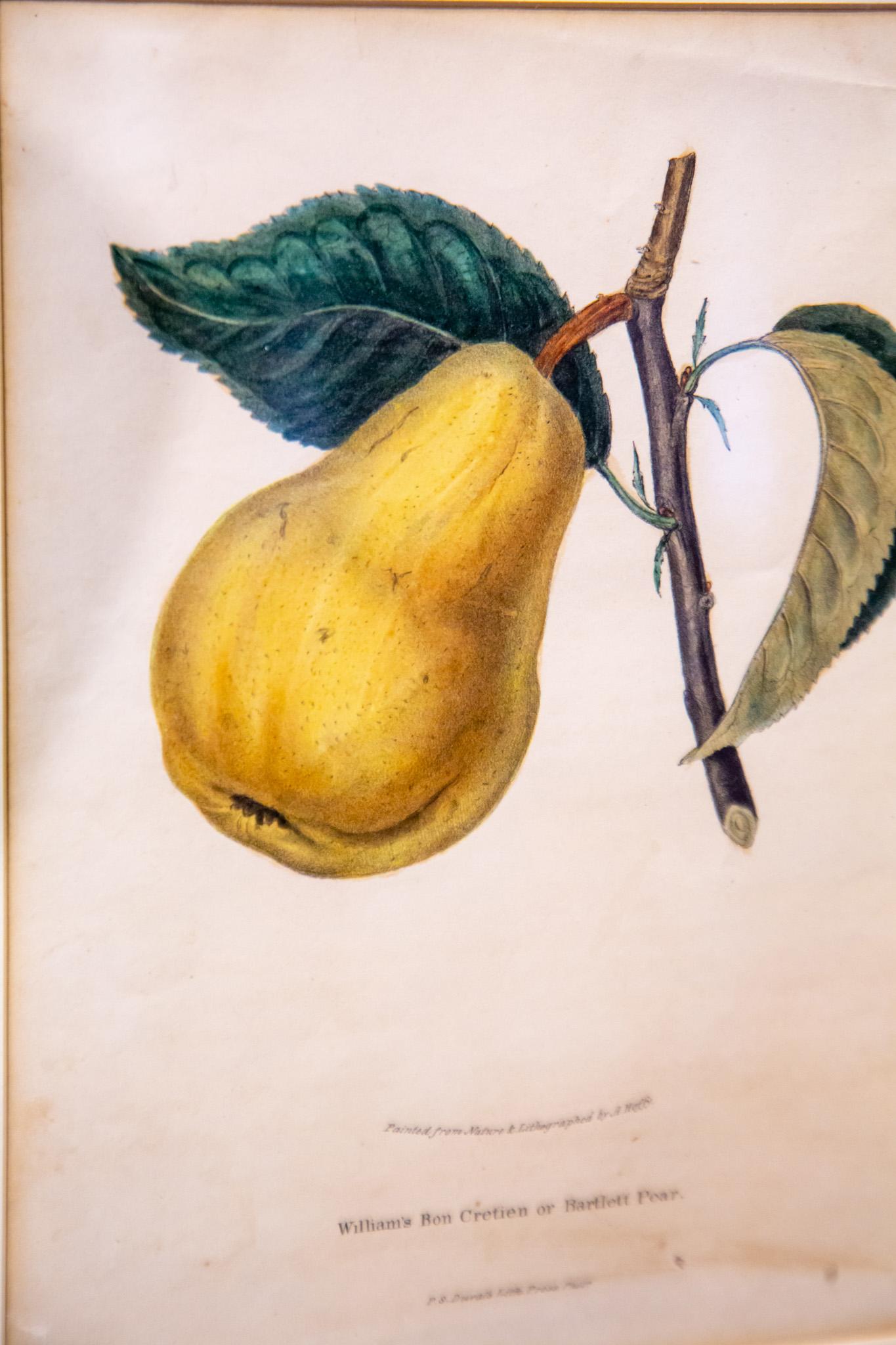 Bartlett Pear For Sale 3