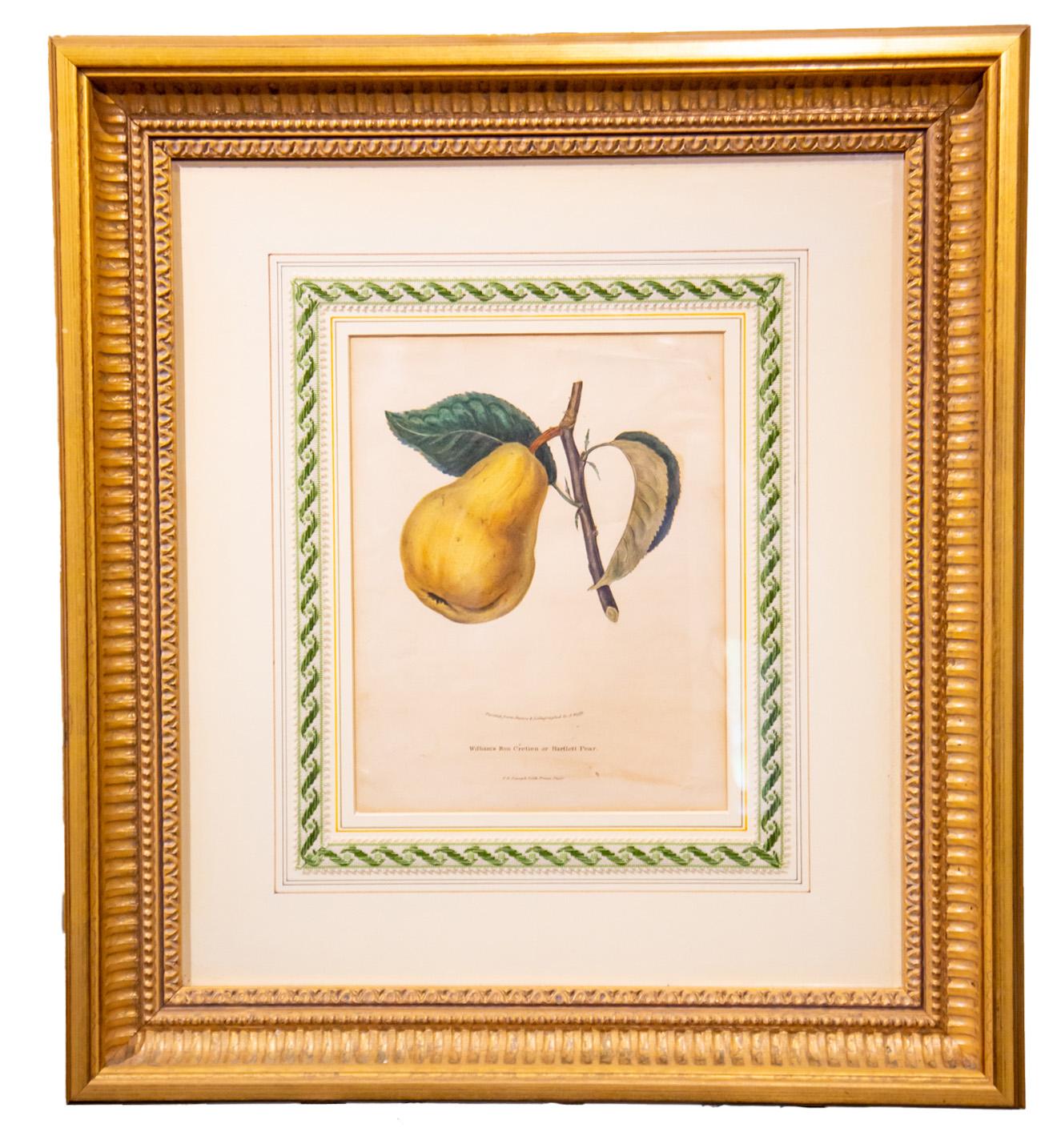 Bartlett Pear - Painting by A. Hoffy
