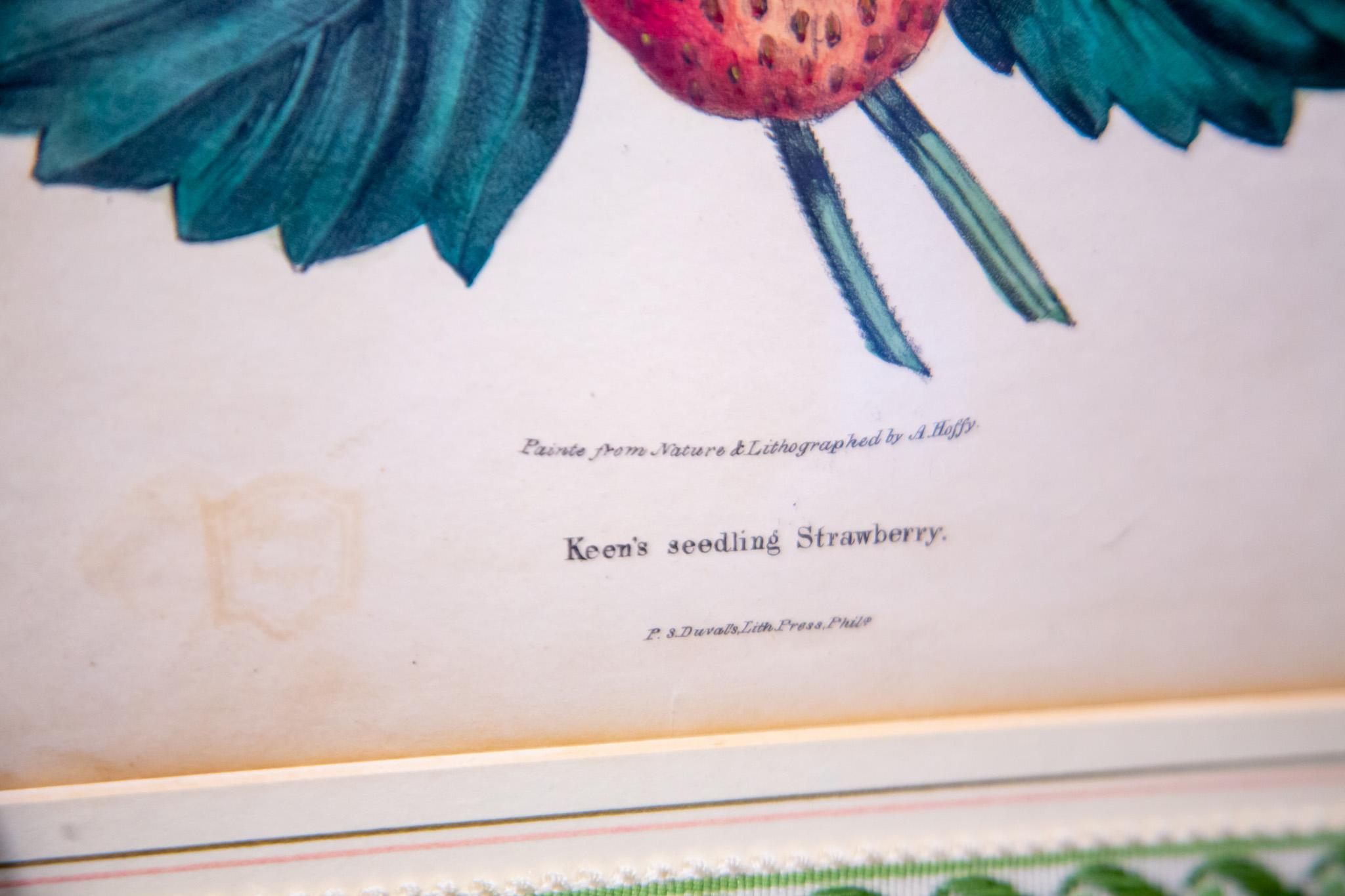 Keens Seeding Strawberry For Sale 1