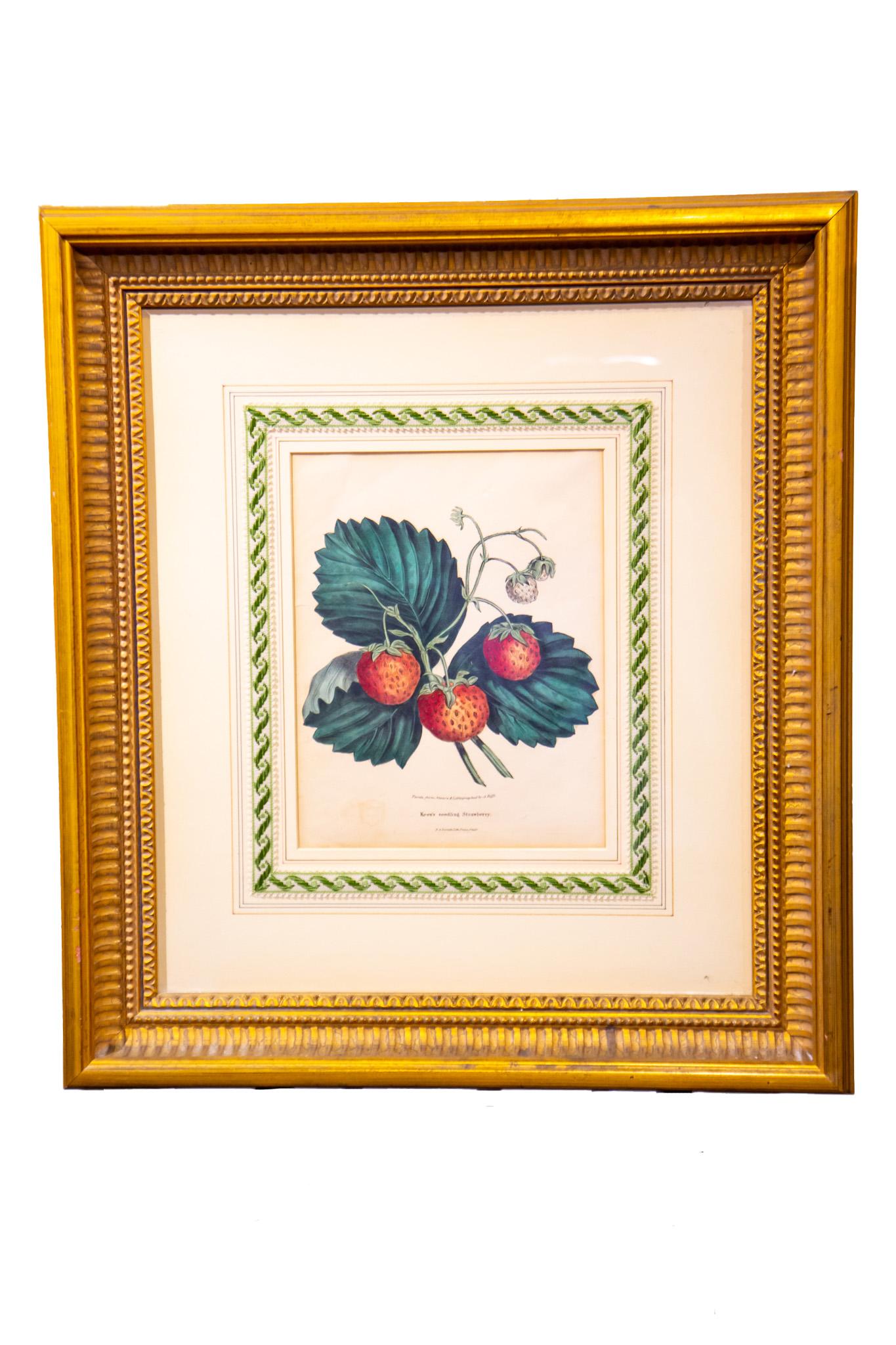Keens Seeding Strawberry - Painting by A. Hoffy