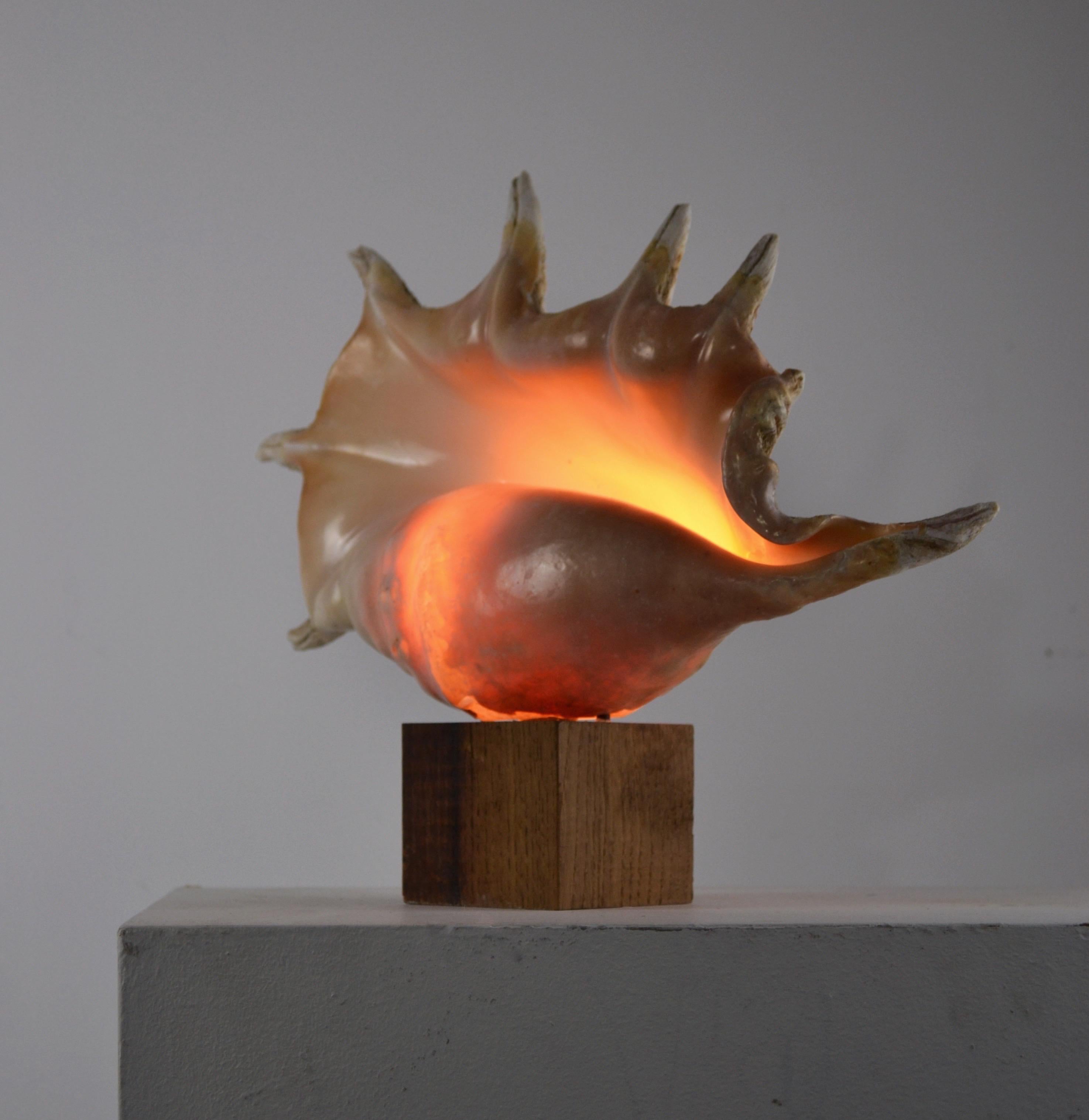 Français Une énorme lampe « escargot de mer » - Art populaire français - 1950 en vente
