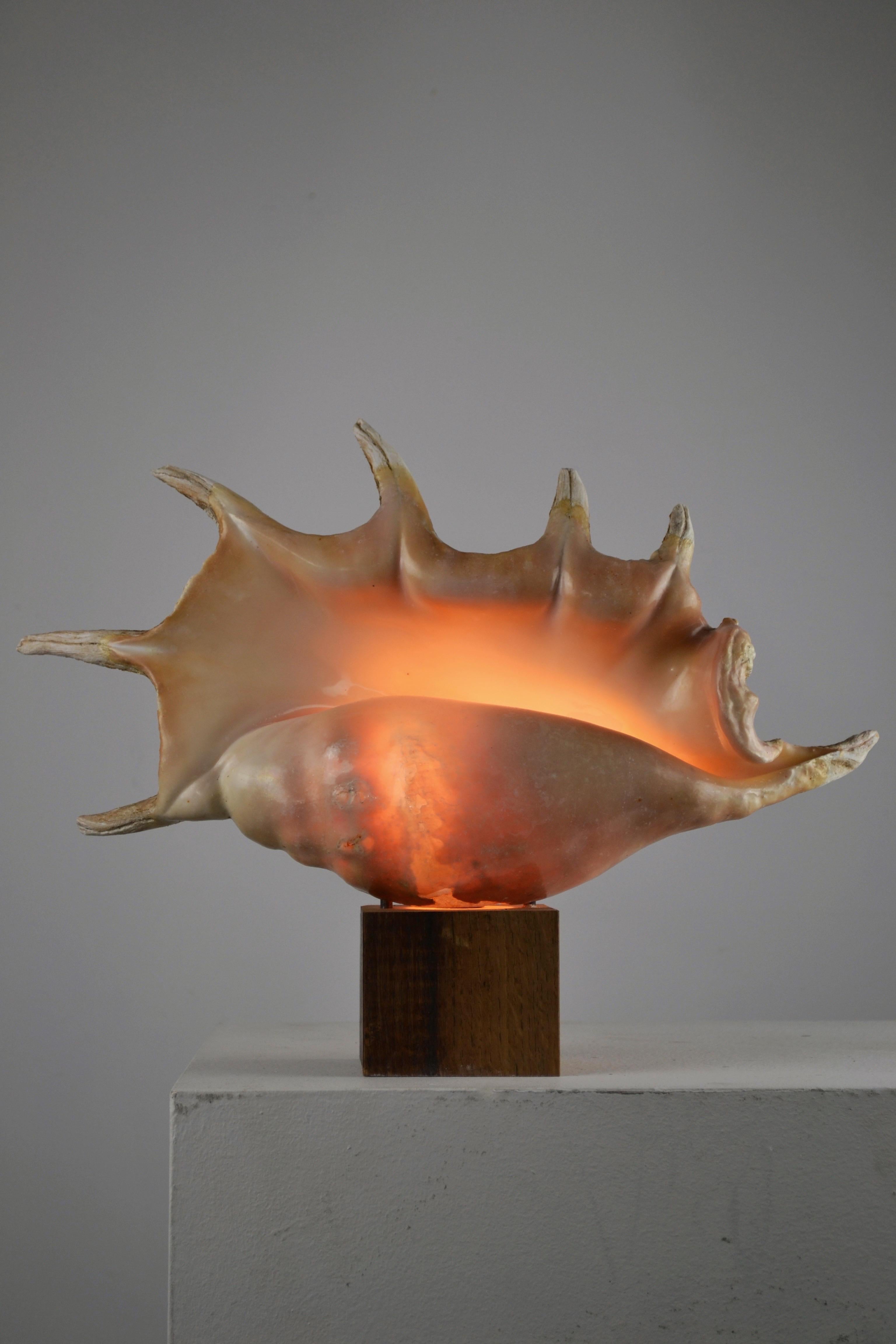 Une énorme lampe « escargot de mer » - Art populaire français - 1950 État moyen - En vente à SOTTEVILLE-LÈS-ROUEN, FR