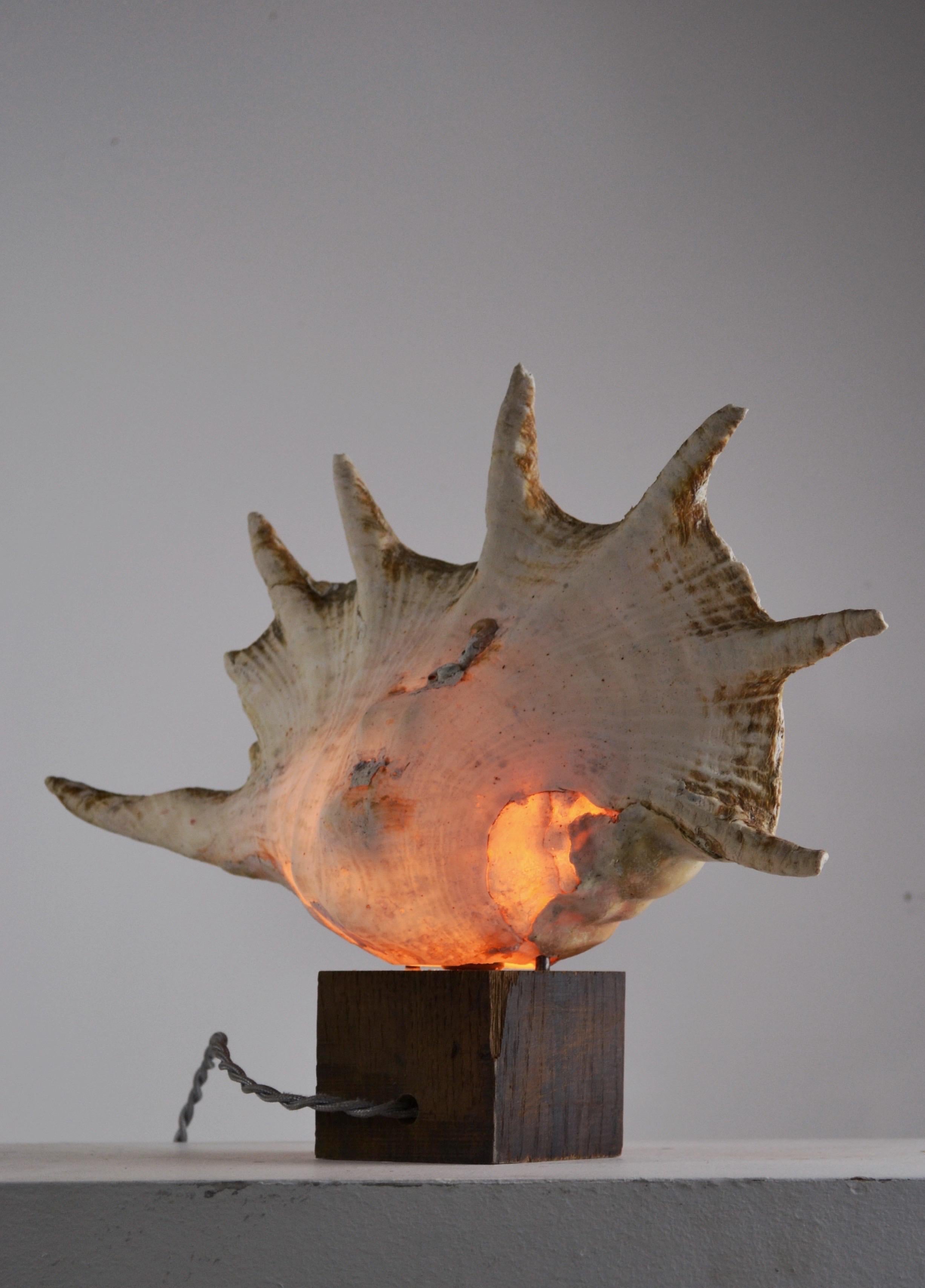 Milieu du XXe siècle Une énorme lampe « escargot de mer » - Art populaire français - 1950 en vente