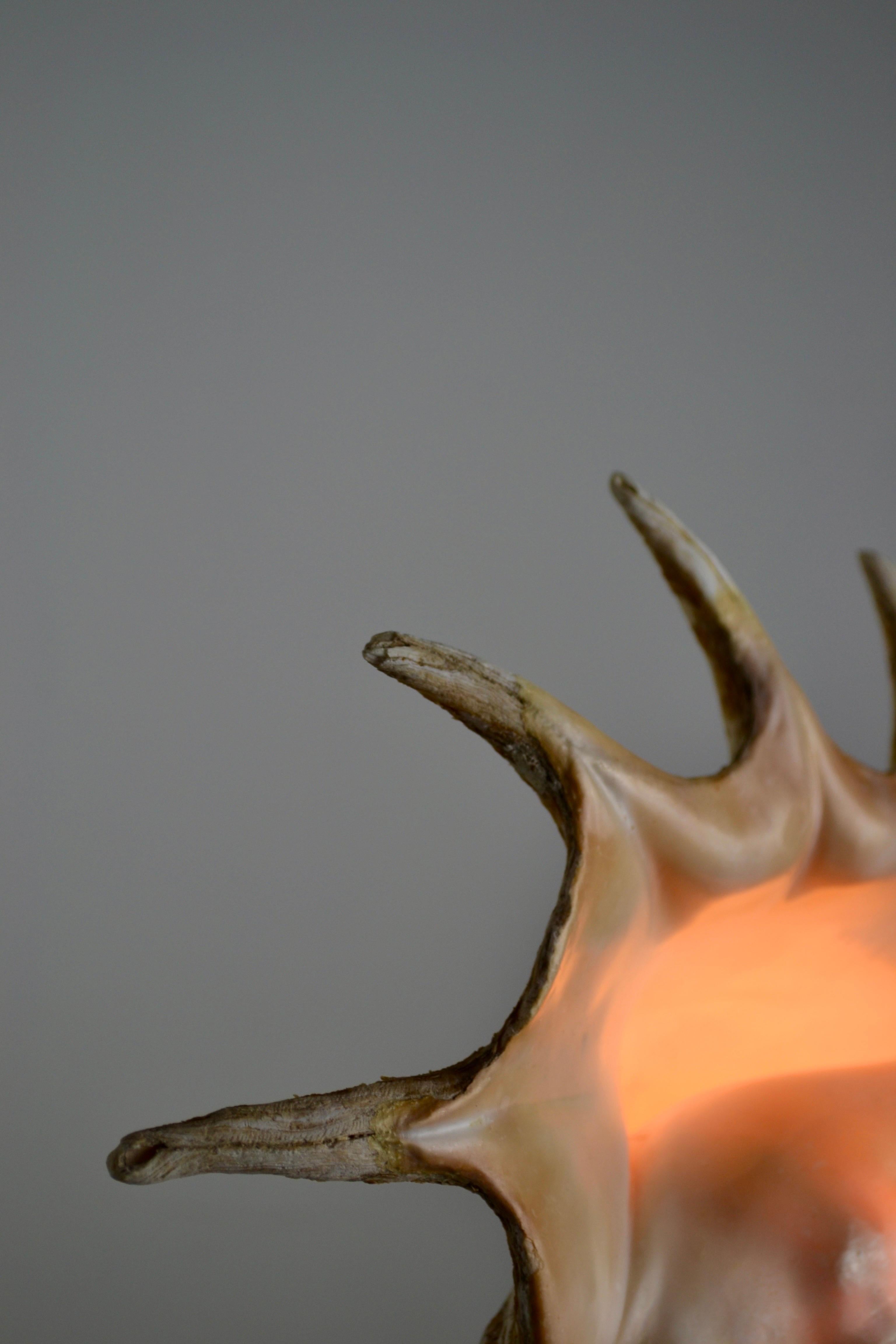 Coquillage Une énorme lampe « escargot de mer » - Art populaire français - 1950 en vente