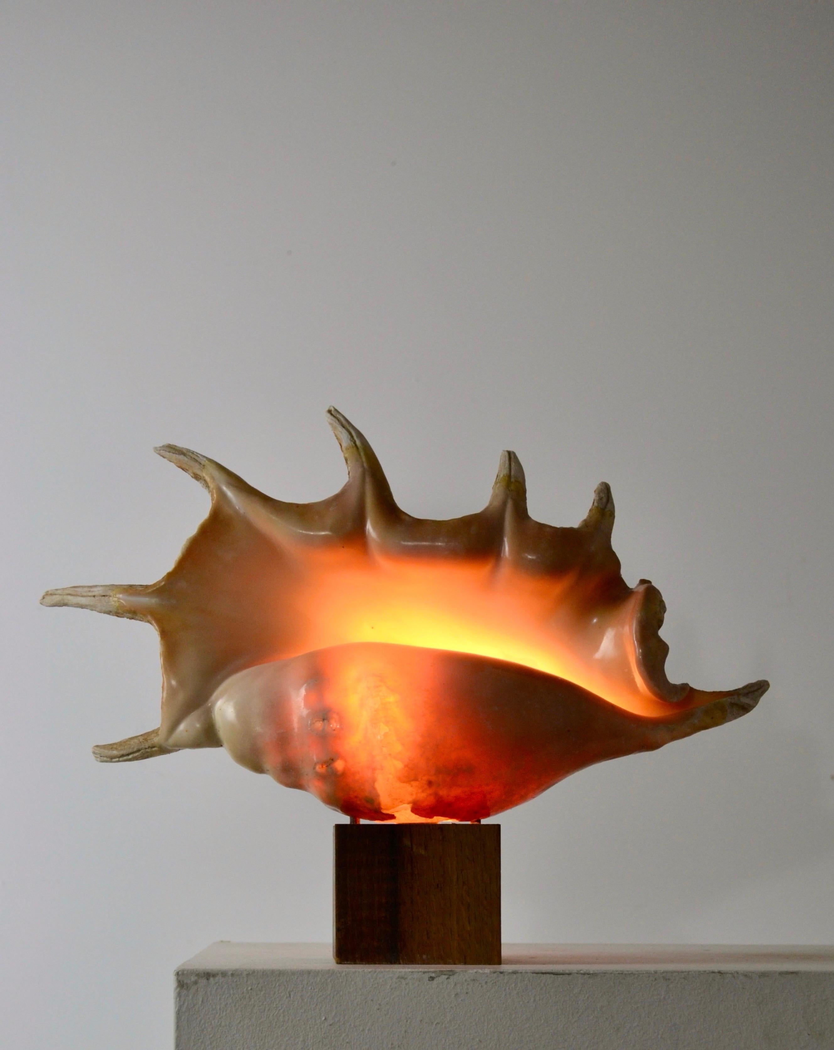 Une énorme lampe « escargot de mer » - Art populaire français - 1950 en vente 1