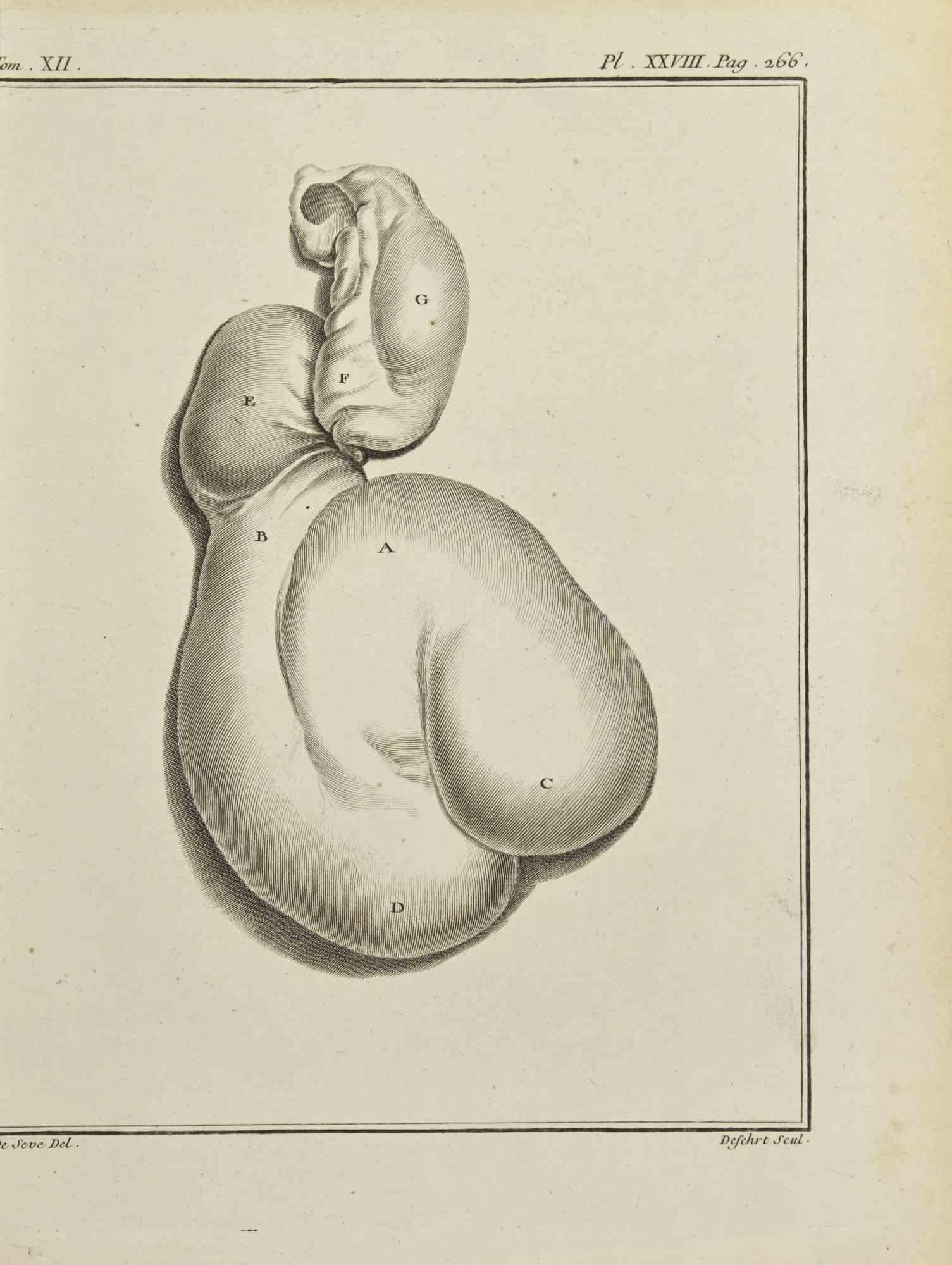 Animals' Digestive System is an etching realized in 1771 by A-J De Fehrt.

Signed in plate.

The artwork Belongs to the suite "Histoire naturelle, générale et particulière avec la description du Cabinet du Roi". Paris: Imprimerie Royale, 1749-1771.