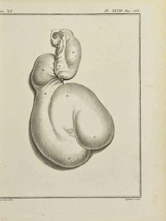 Animals' Digestive System - Etching by A-J De Fehrt - 1771