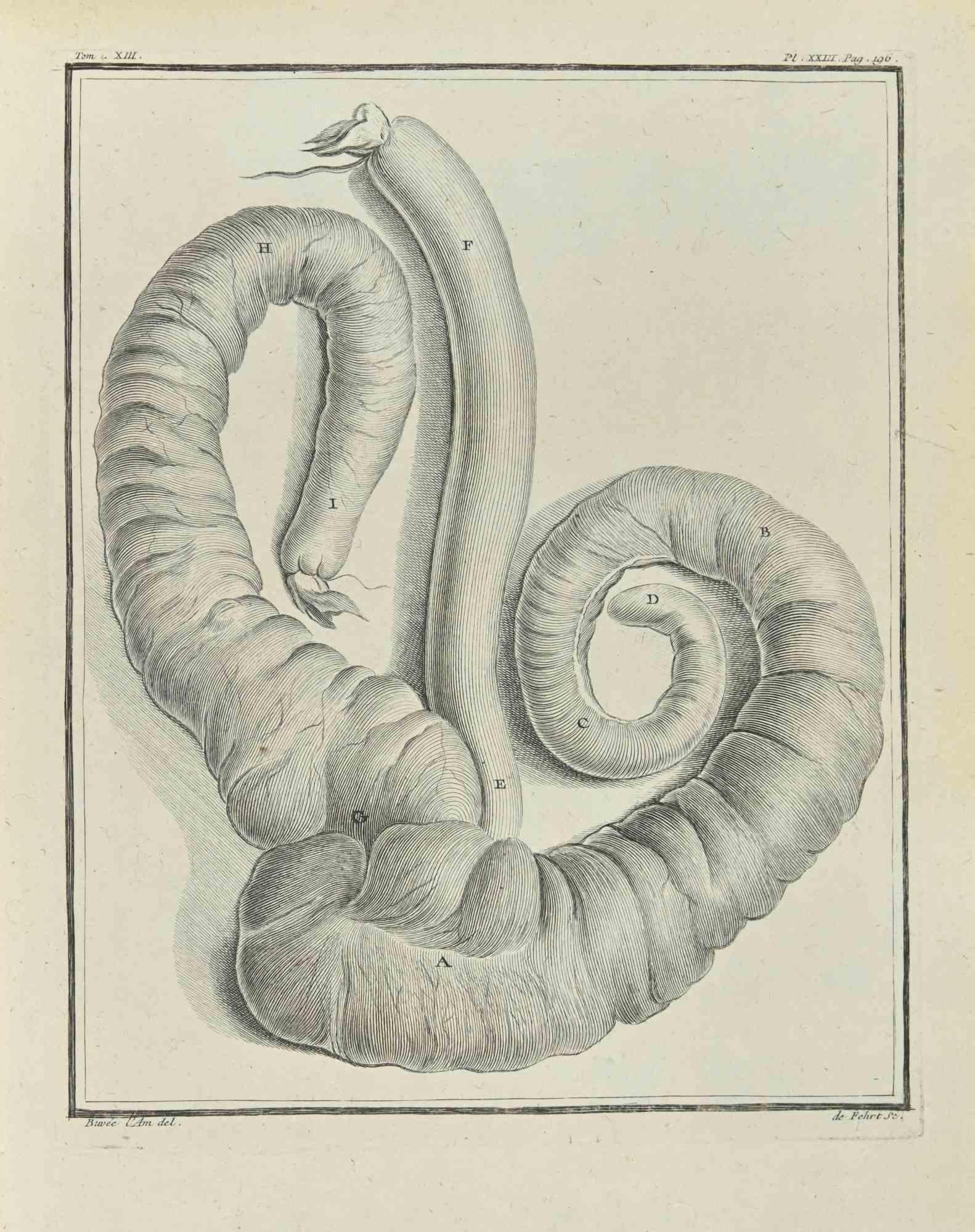 Intérieur d'un animal - Gravure par A-J De Fehrt - 1771