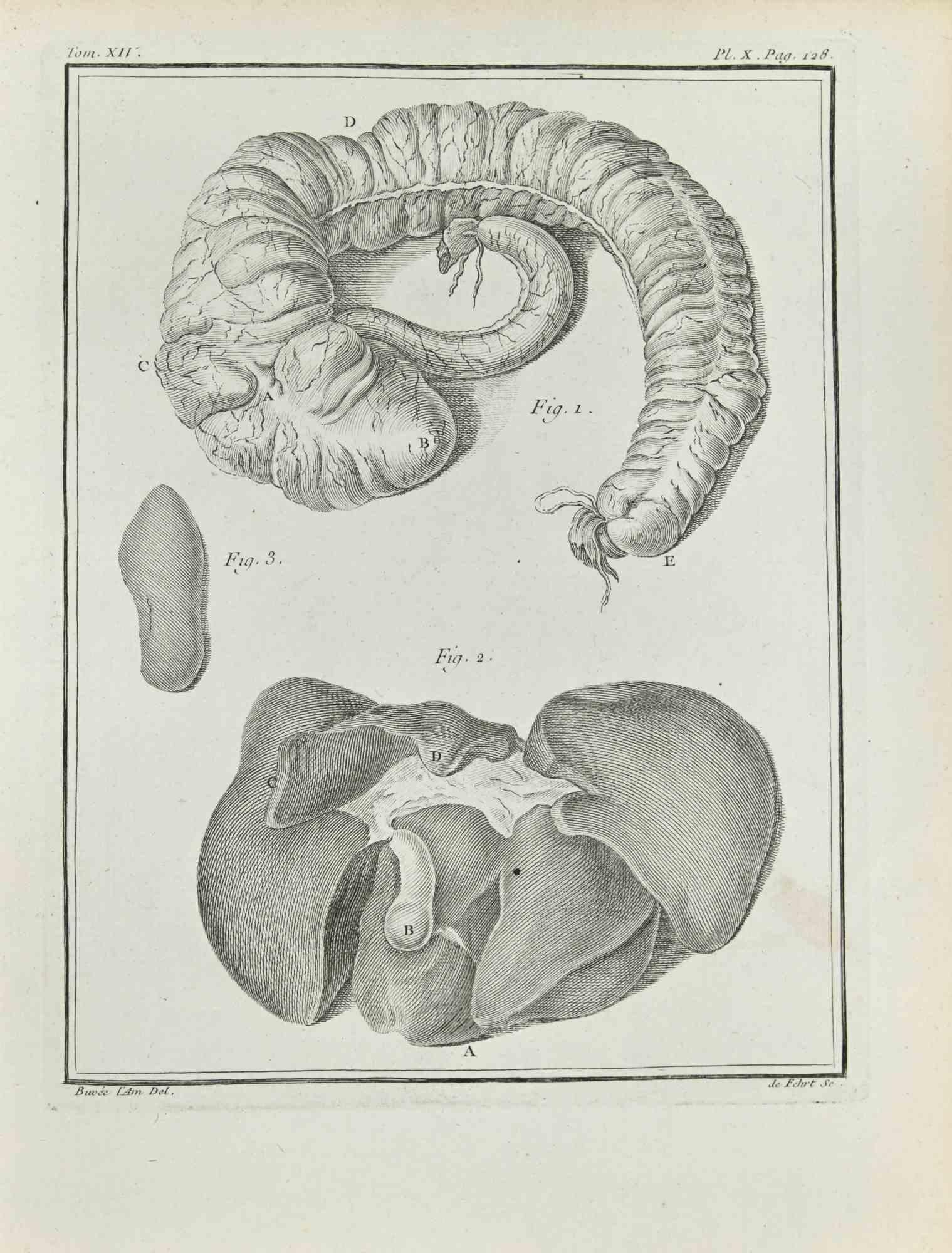 Interior of an Animal is an etching realized in 1771 by  A-J De Fehrt.

Signed in plate.

The artwork Belongs to the suite "Histoire naturelle, générale et particulière avec la description du Cabinet du Roi". Paris: Imprimerie Royale, 1749-1771. 

 