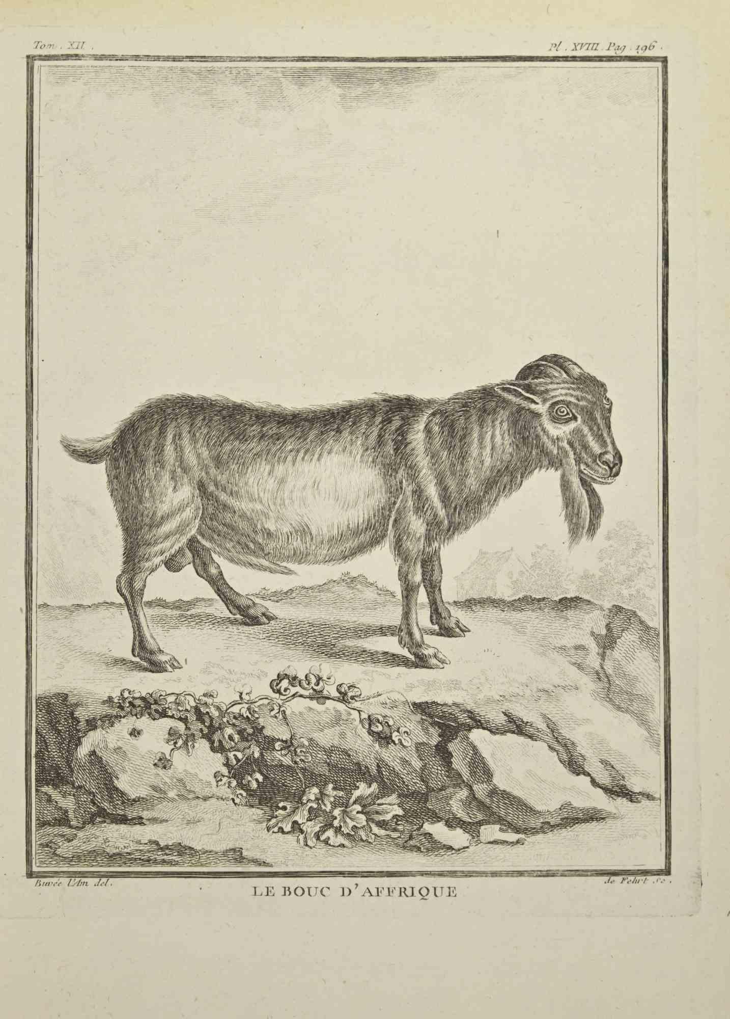 Le Bouc D'Affrique is an etching realized in 1771 by A-J De Fehrt.

Signed in plate.

The artwork Belongs to the suite "Histoire naturelle, générale et particulière avec la description du Cabinet du Roi". Paris: Imprimerie Royale, 1749-1771. 

 