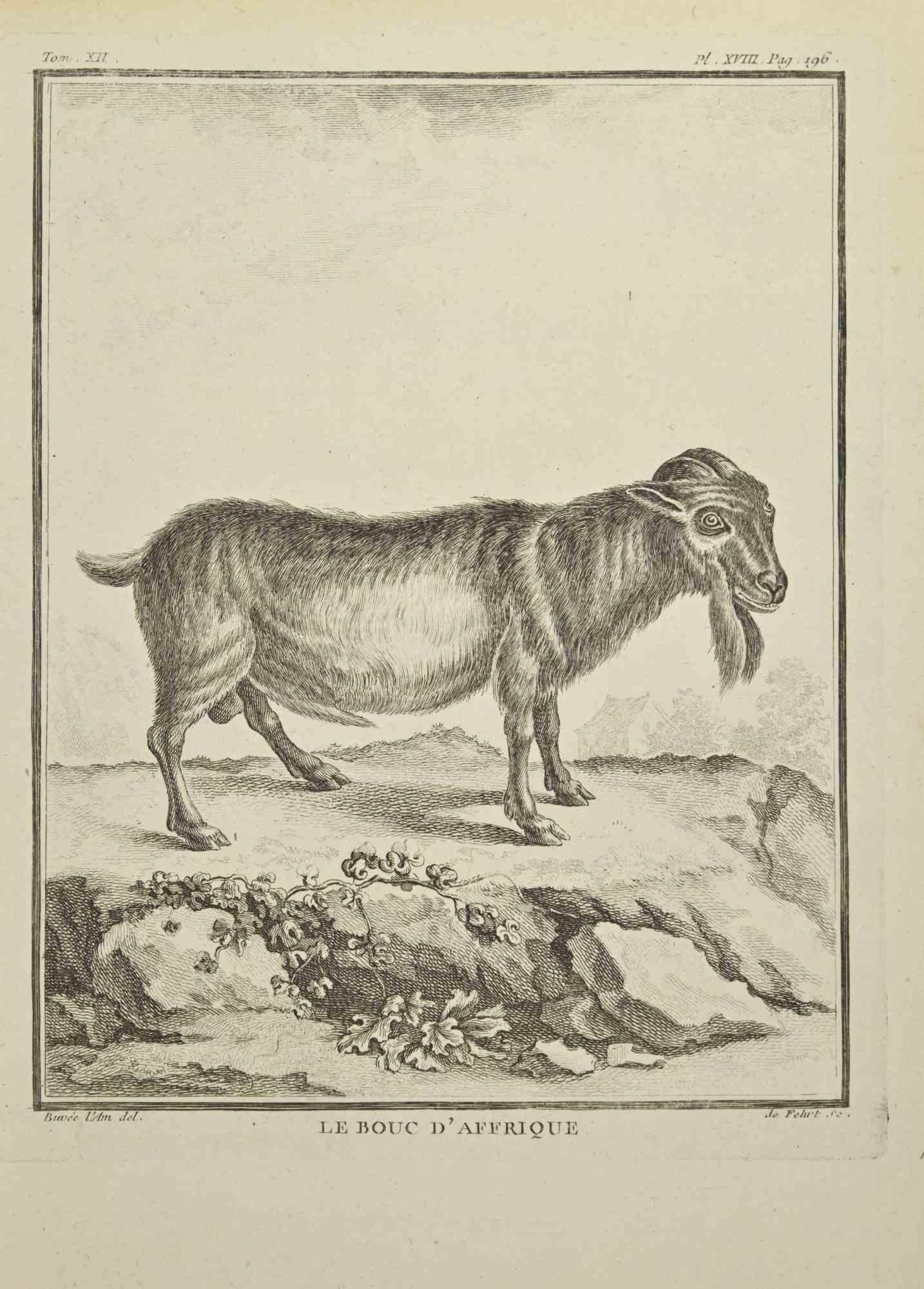 Le Bouc D'Affrique - Etching by A-J De Fehrt - 1771