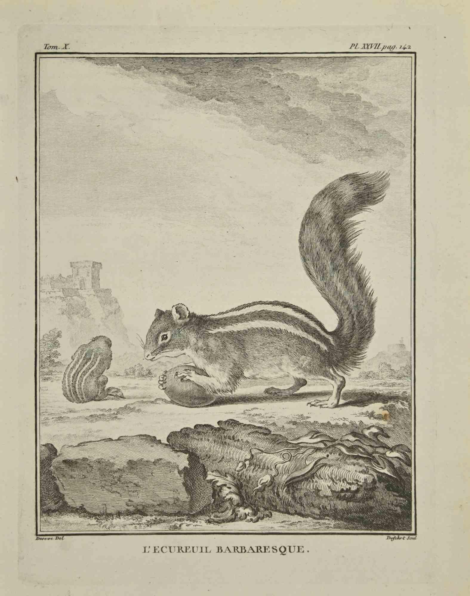 L'Ecureuil  Barbaresque - Etching by A-J De Fehrt - 1771