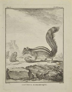 L'Ecureuil  Barbaresque – Radierung von A-J De Fehrt – 1771