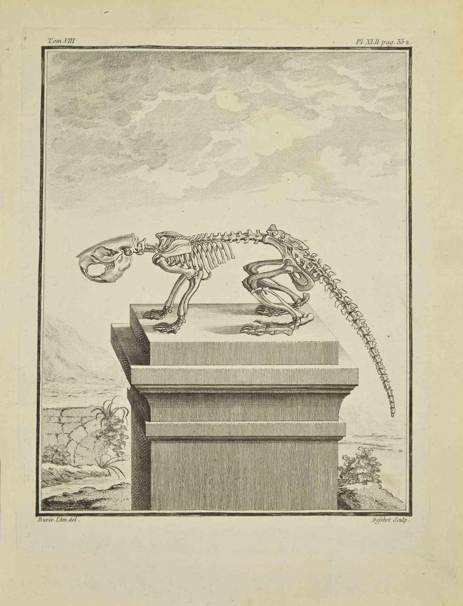 Skeleton - Gravure par A-J De Fehrt - 1771