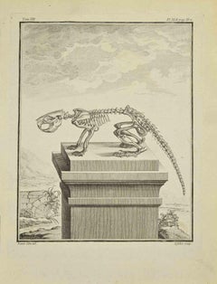 Skeleton - Etching by A-J De Fehrt - 1771