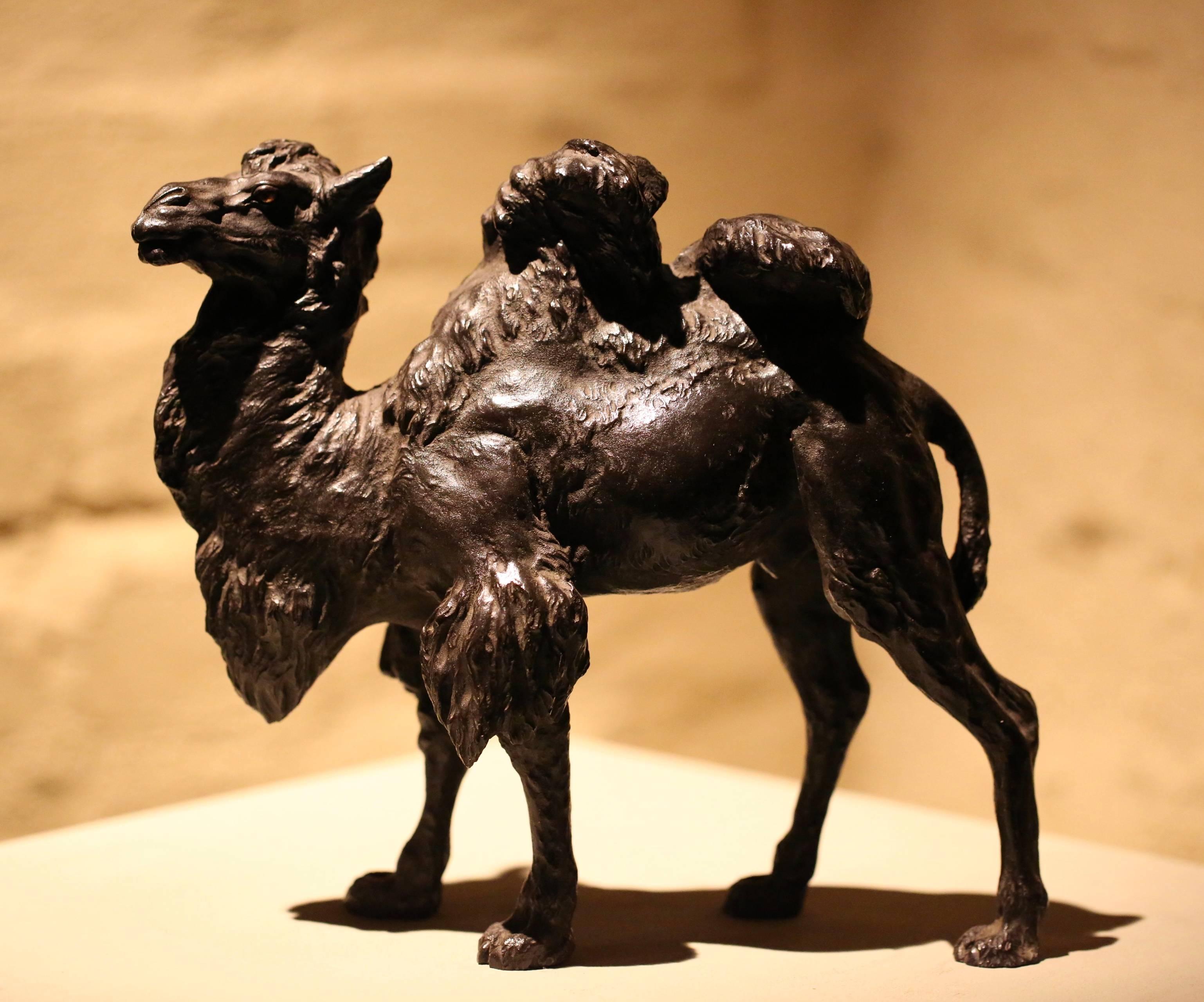 A fine quality Japanese Meiji period Tokyo School bronze model of a Bactrian camel, standing upright, looking forward. With variable treatment of the bronze finish to depict the varying lengths and textures of its coat across different areas of its