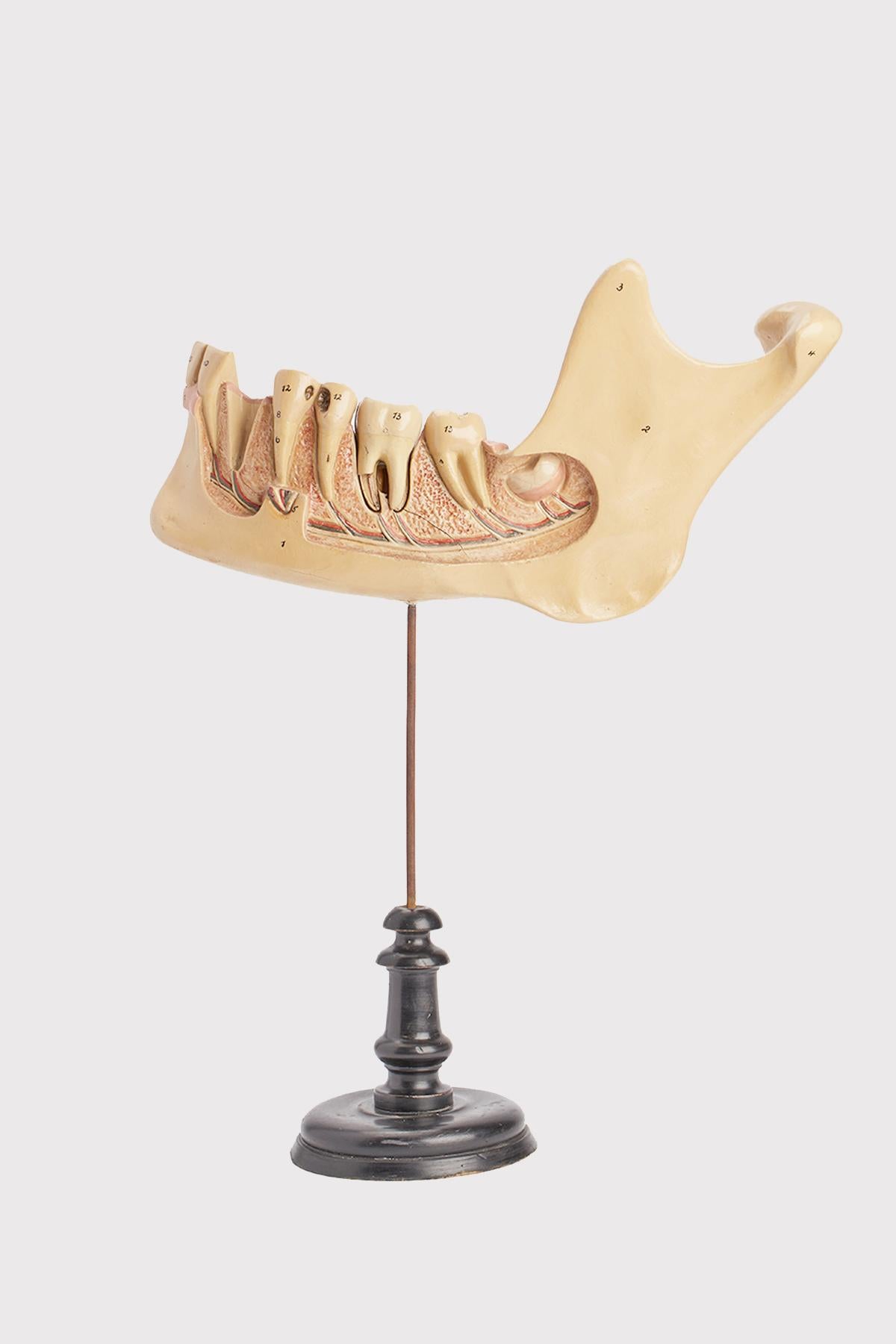 Modèle anatomique pour les écoles à usage pédagogique représentant une mâchoire avec des dents, en papier mâché peint, le tout placé avec le support d'une tige de fer cylindrique sur une base ronde en bois fruitier noir. Italie vers 1880.