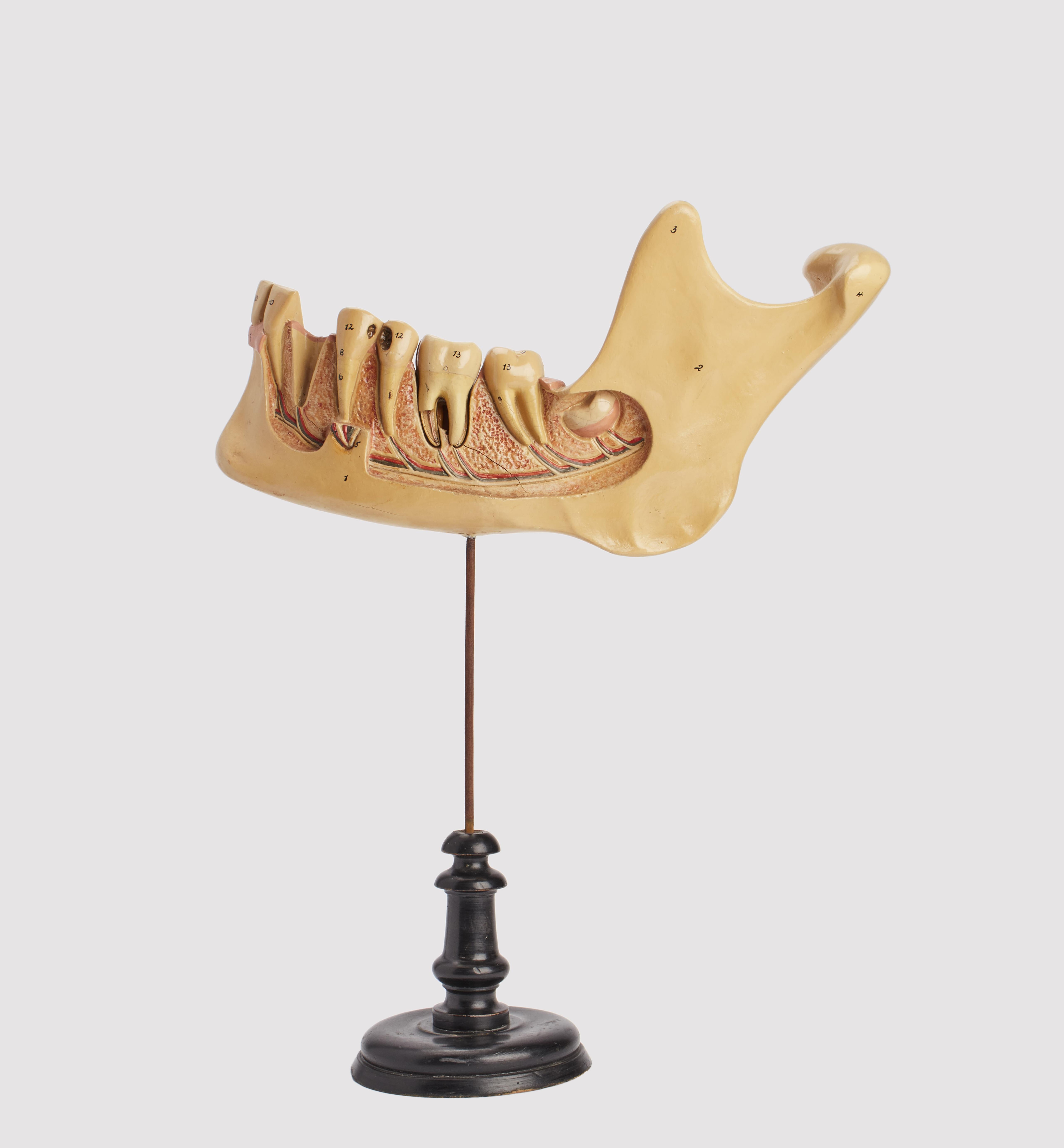 italien Mâchoire avec dents en papier mâché peint, Italie 1880. en vente