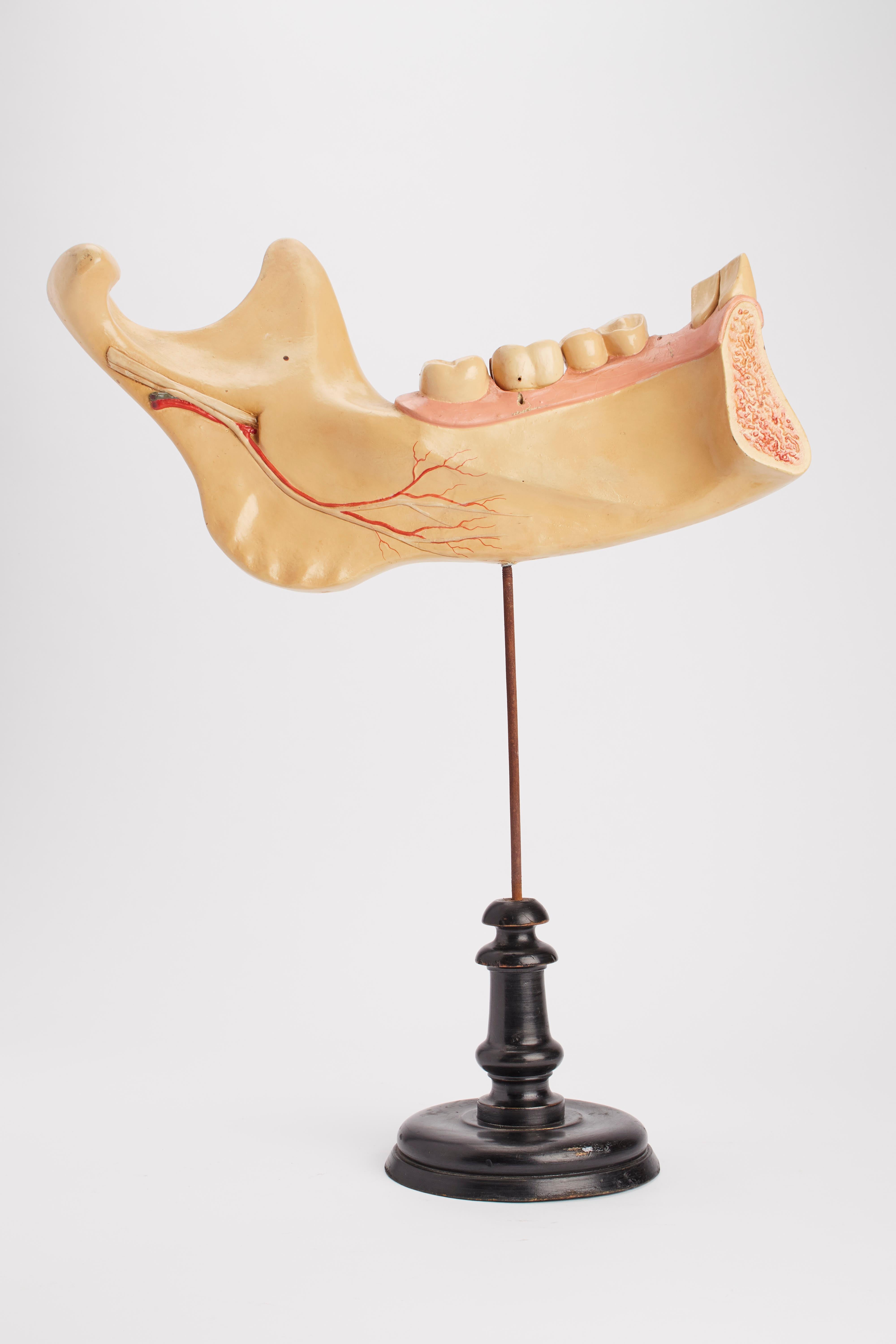 XIXe siècle Mâchoire avec dents en papier mâché peint, Italie 1880. en vente