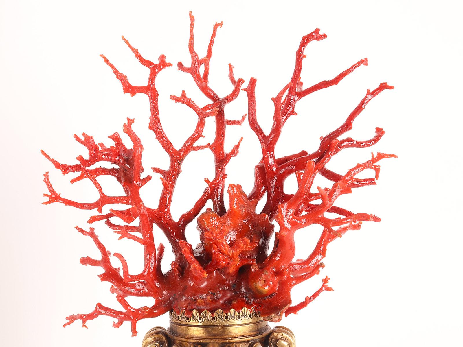 19th Century Large Coral Branch from Wunderkammer, Trapani, Italy, 1820