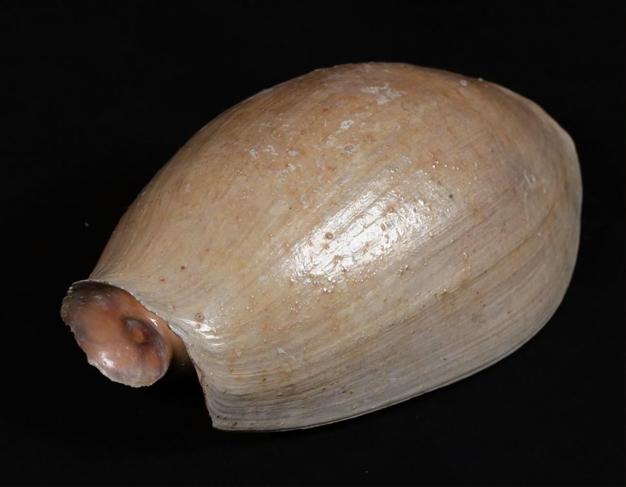 A large Elephant's Snout Volute shell - Cymbium glans gamelan

Approximate size: 12 (l) x 5.5 (w) x 4 (h) in.

The Elephant’s Snout Volute shell is a species of sea snail belonging to the Volutidae family. This particular example is uncommon for its
