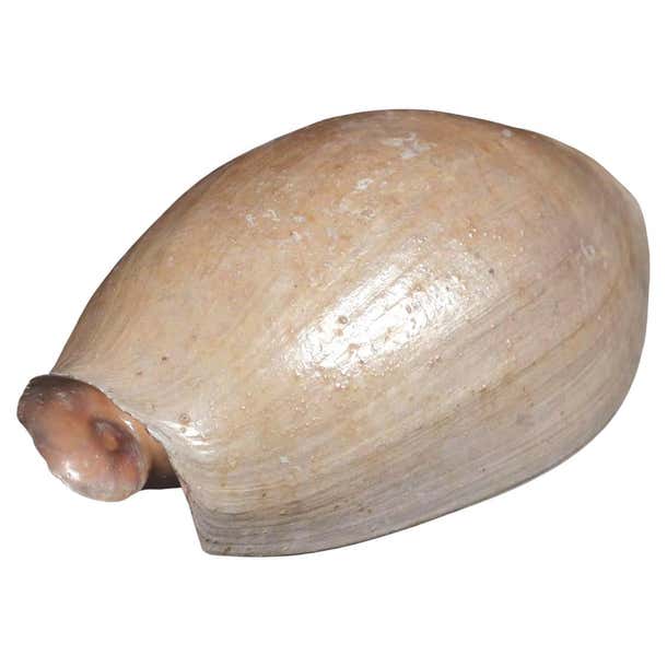 Slephant Shell A large Elephant's Snout Volute shell - Cymbium glans gamelan For Sale ...