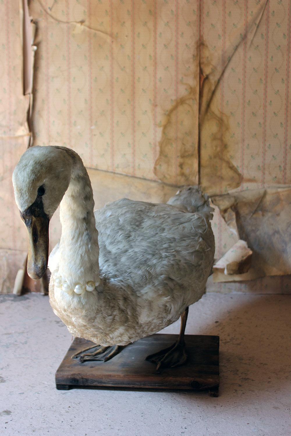Large Mature 19th Century Taxidermy Mute Swan, circa 1900 2