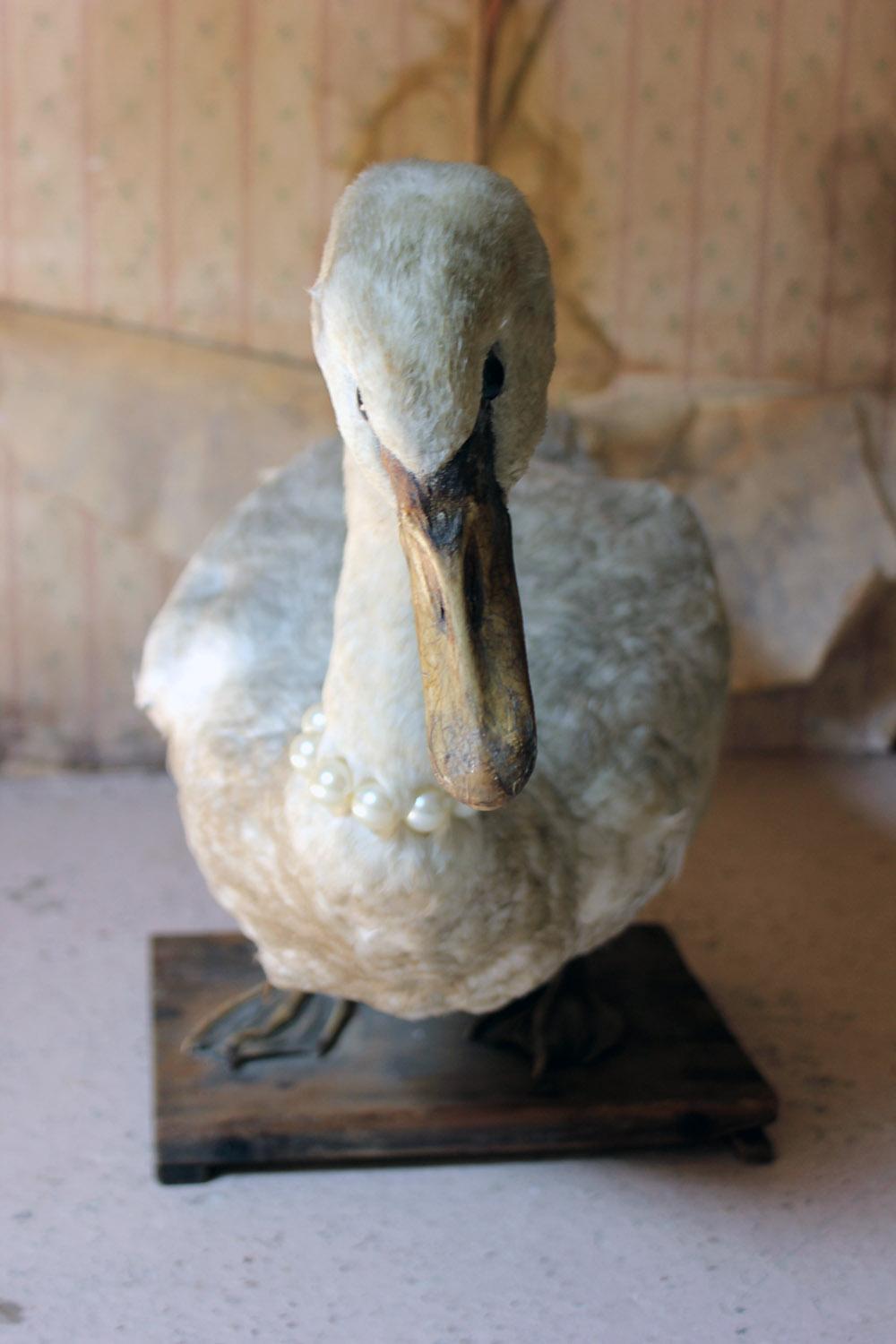 Large Mature 19th Century Taxidermy Mute Swan, circa 1900 3