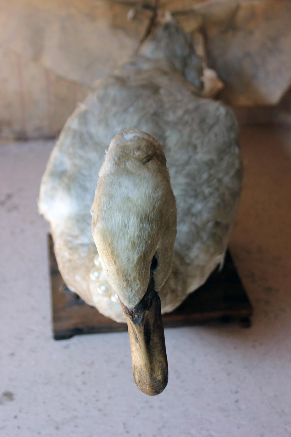 Large Mature 19th Century Taxidermy Mute Swan, circa 1900 4