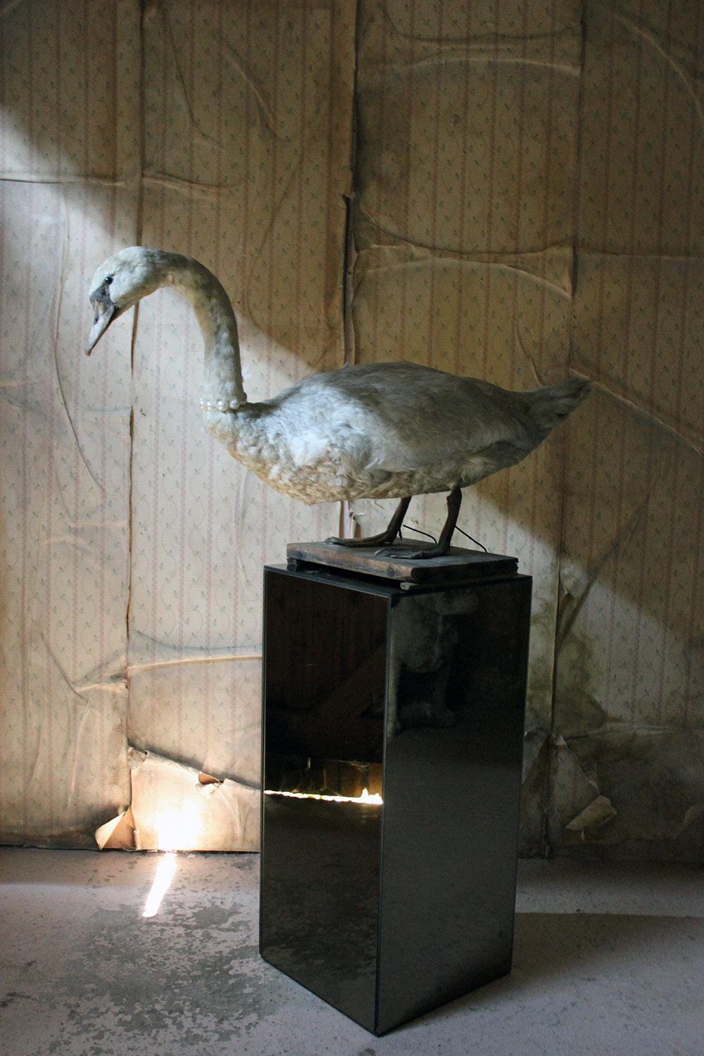 Large Mature 19th Century Taxidermy Mute Swan, circa 1900 5