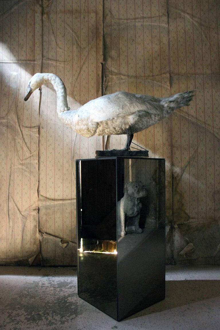Large Mature 19th Century Taxidermy Mute Swan, circa 1900 9