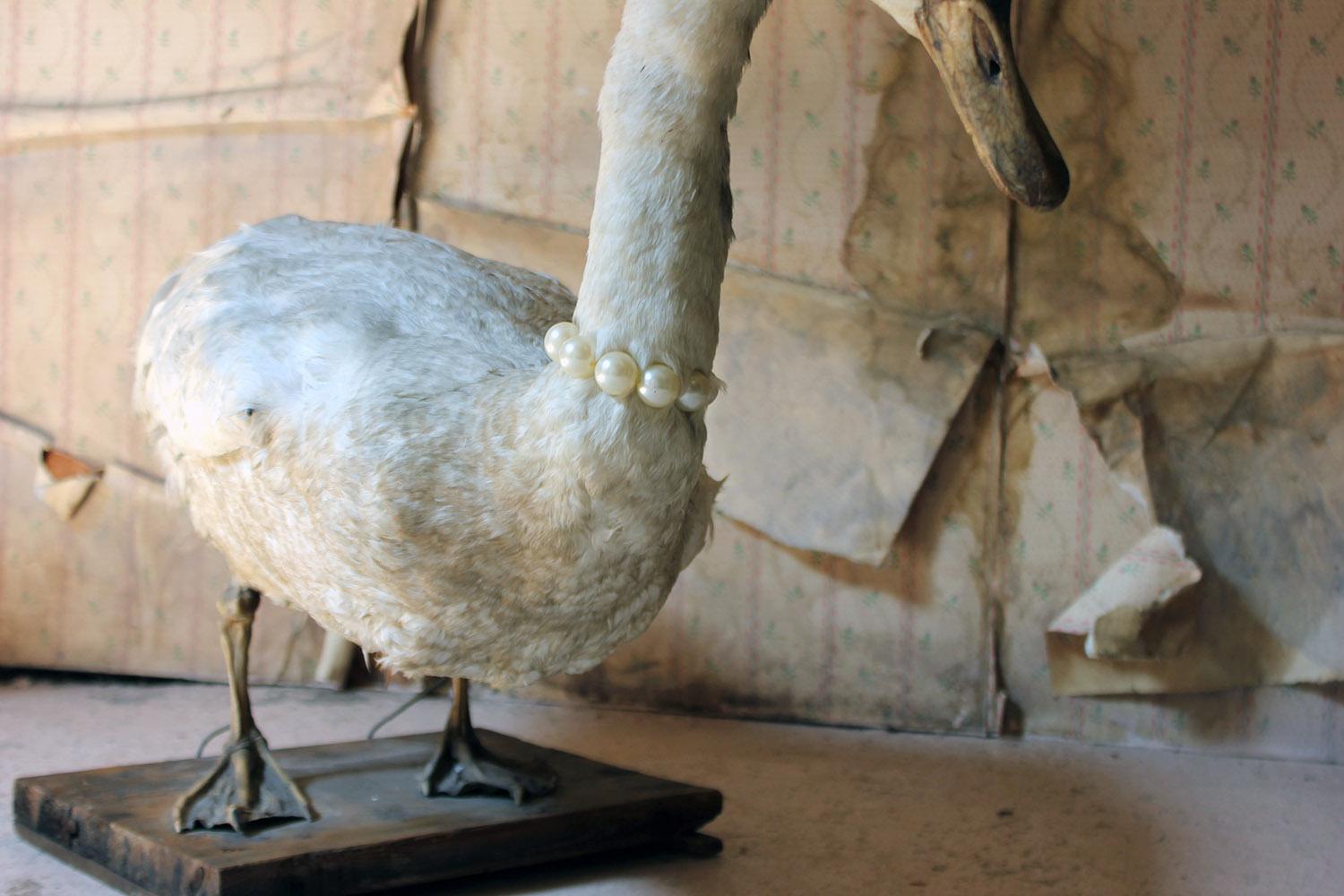 The rare large mature English Mute Swan (Cygnus olor), posed standing with a later faux-pearl necklace, mounted to a rectangular pine base and surviving from the zeniths of Victorian England in beautifully aged overall condition.

The specimen is