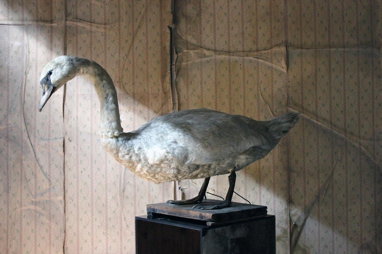 English Large Mature 19th Century Taxidermy Mute Swan, circa 1900