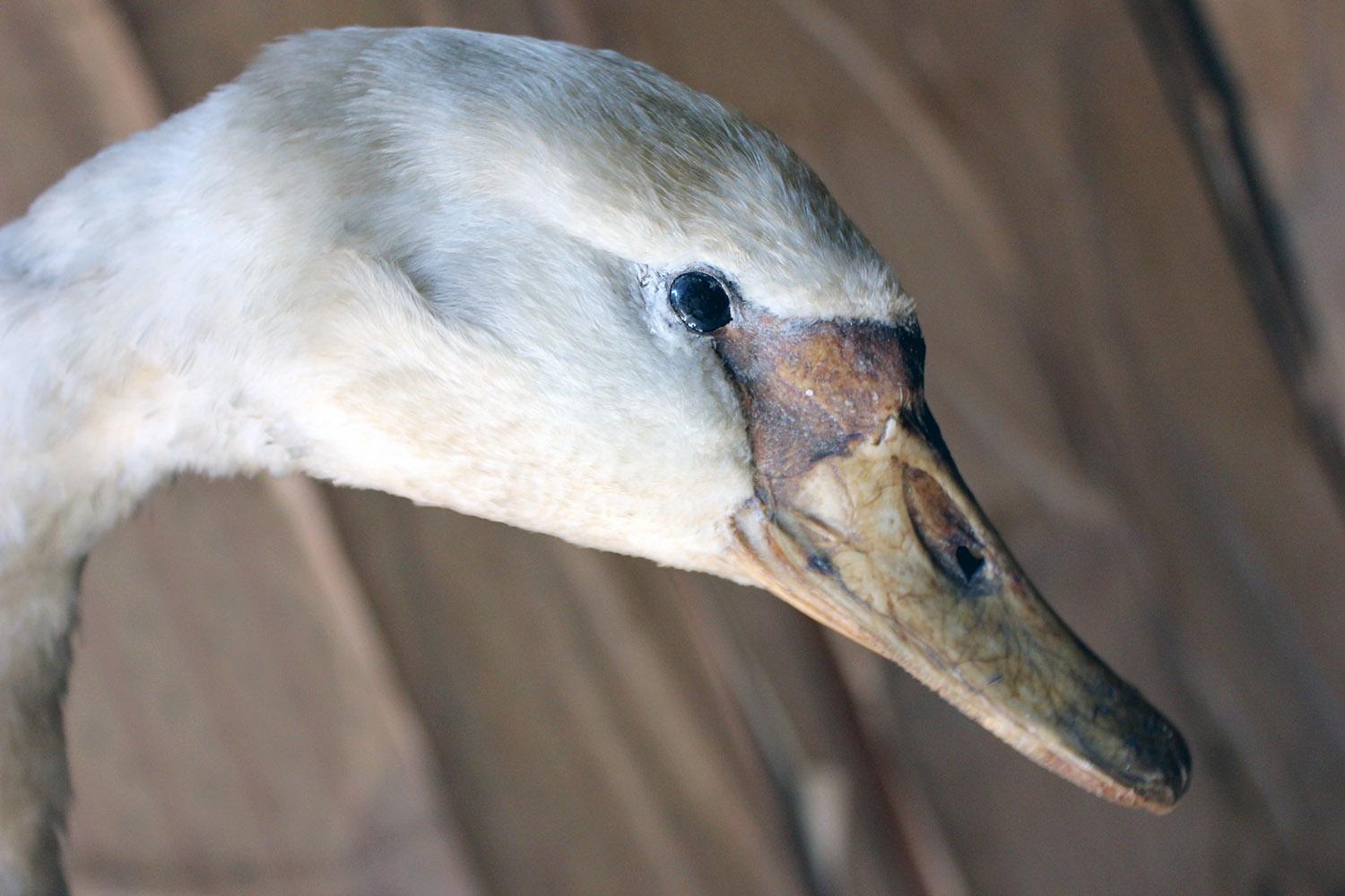 Late Victorian Large Mature 19th Century Taxidermy Mute Swan, circa 1900