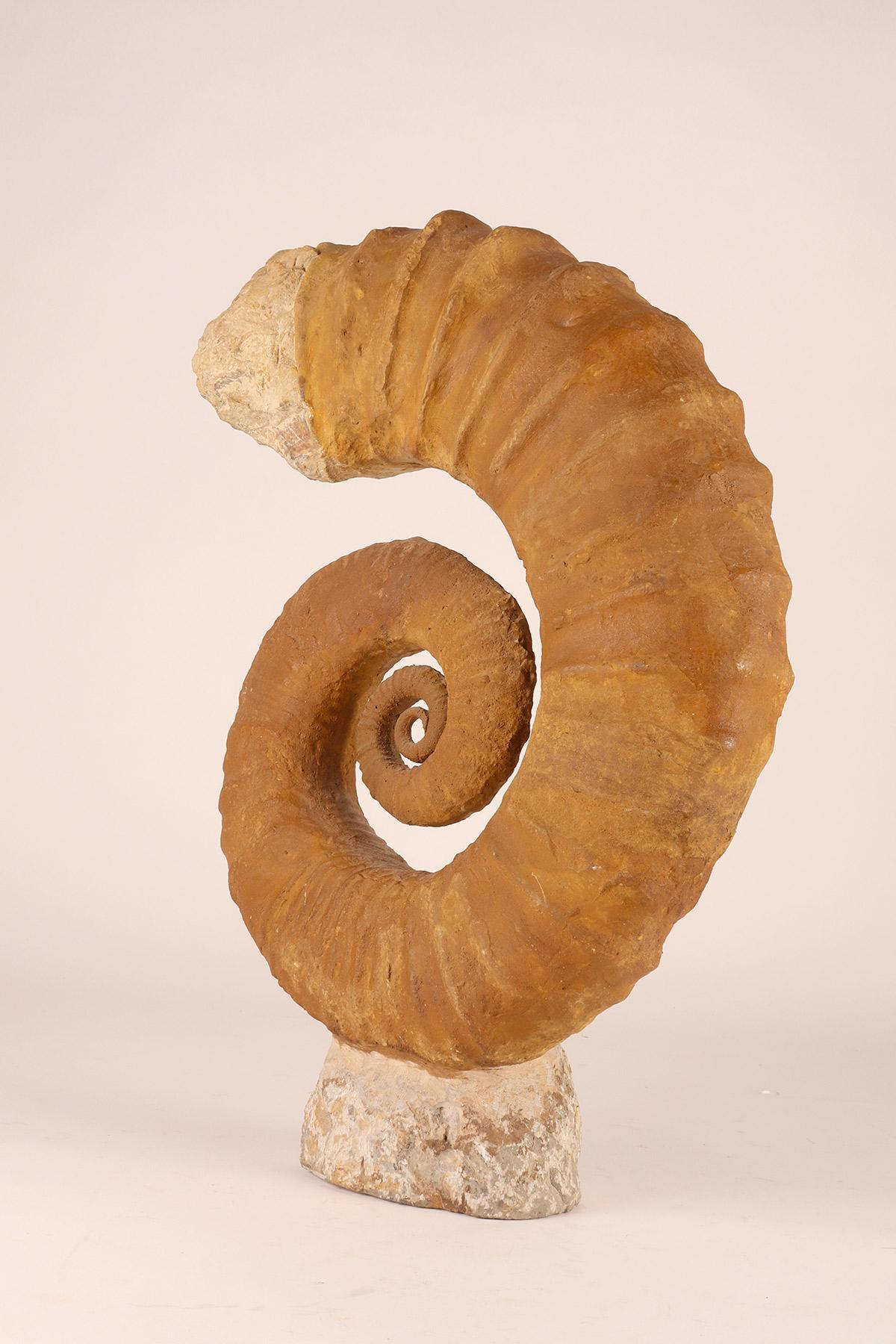 Large Open Coil Heteromorph Ammonite Fossil Specimen, France 1