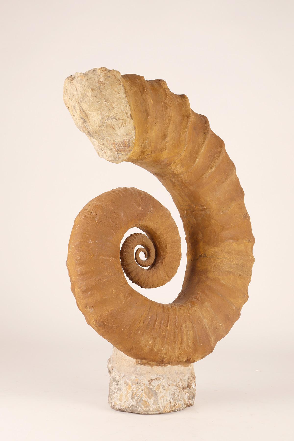 Large Open Coil Heteromorph Ammonite Fossil Specimen, France 3