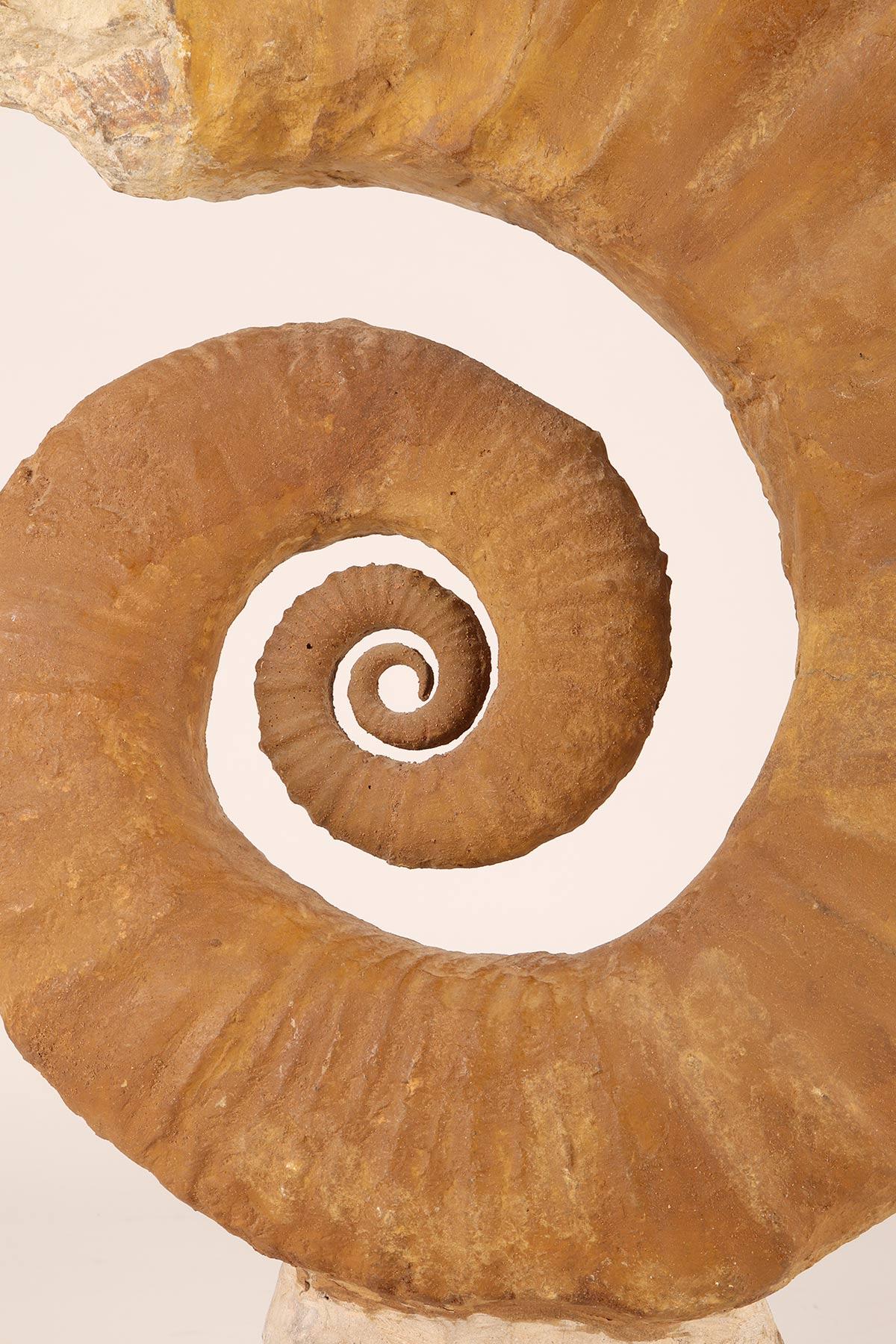 Large Open Coil Heteromorph Ammonite Fossil Specimen, France 4