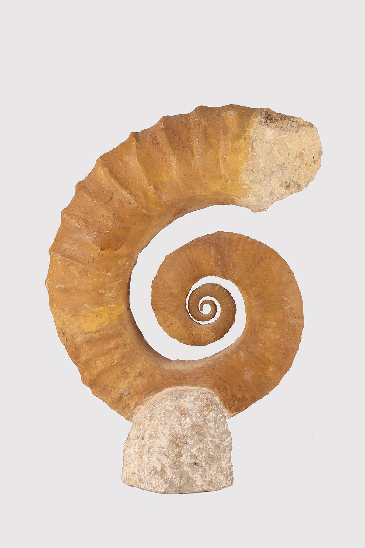 A large and rare specimen of open-coiled Heteromorphic Ammonite fossil specimen, in Burgundy Limestone stone. Ammonites (subclass Ammonidea) a group of extinct Cephalopod molluscs, which appeared in the lower Devonian (about 400 million years ago),
