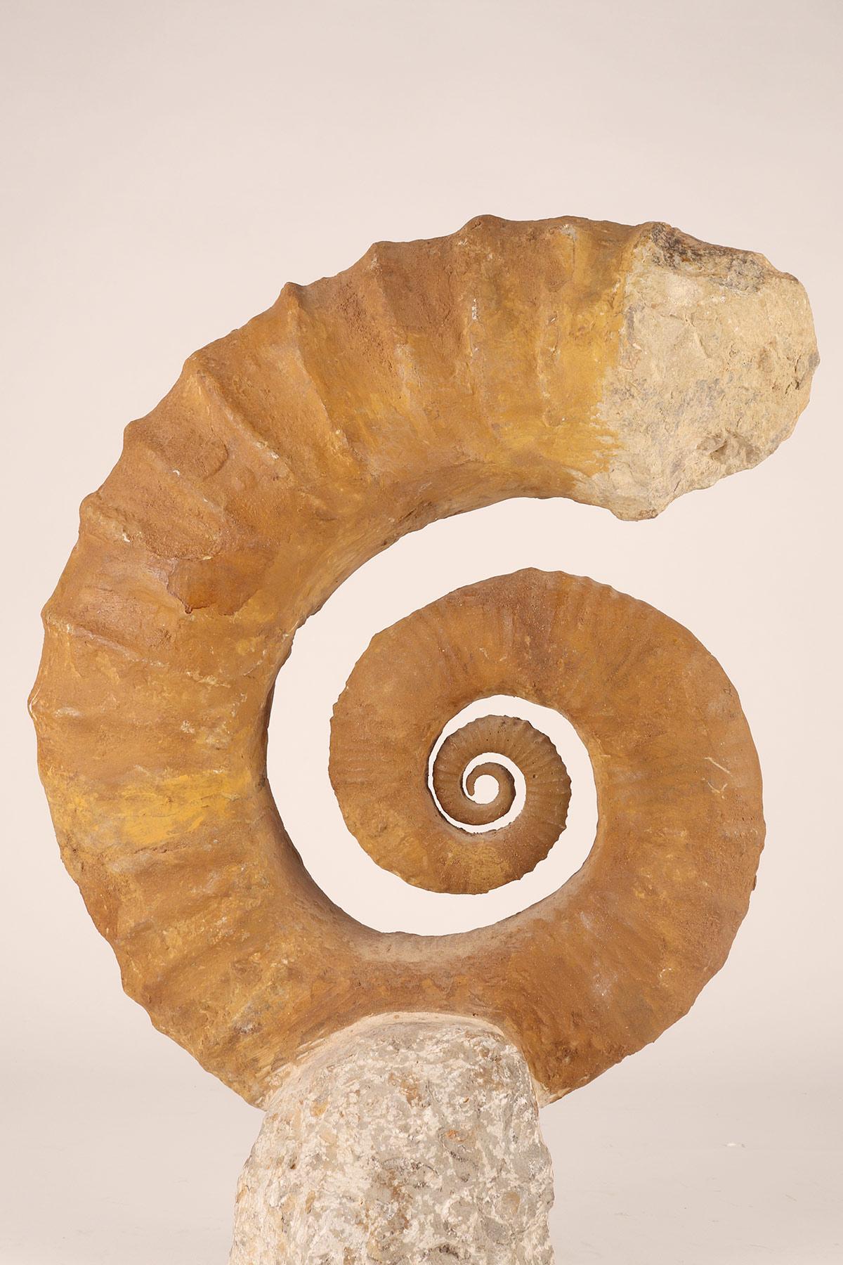 swirly fossil