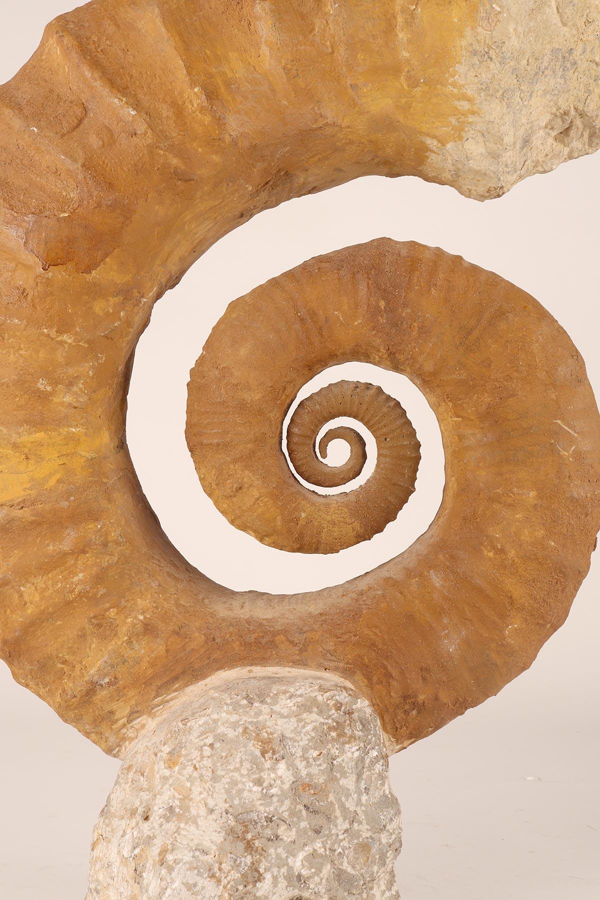 spiral fossil