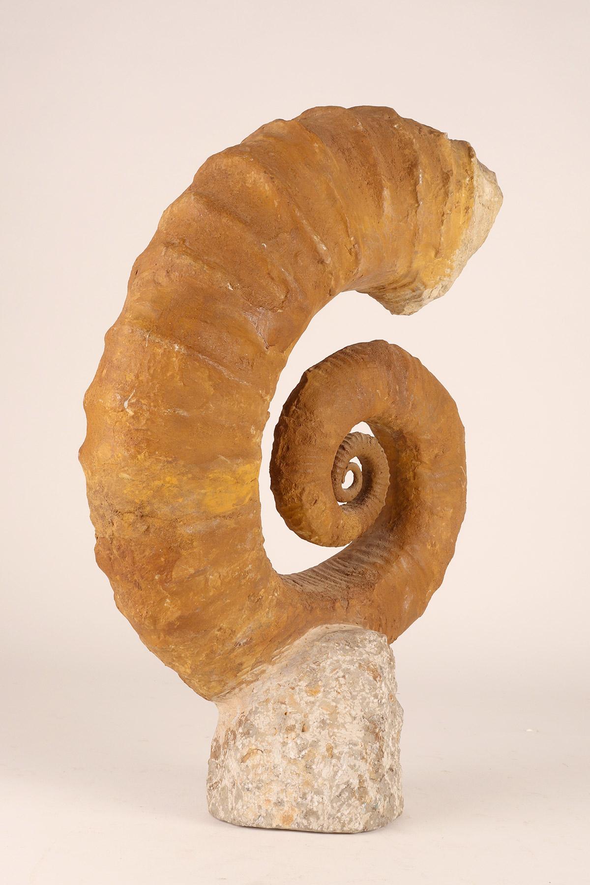 French Large Open Coil Heteromorph Ammonite Fossil Specimen, France