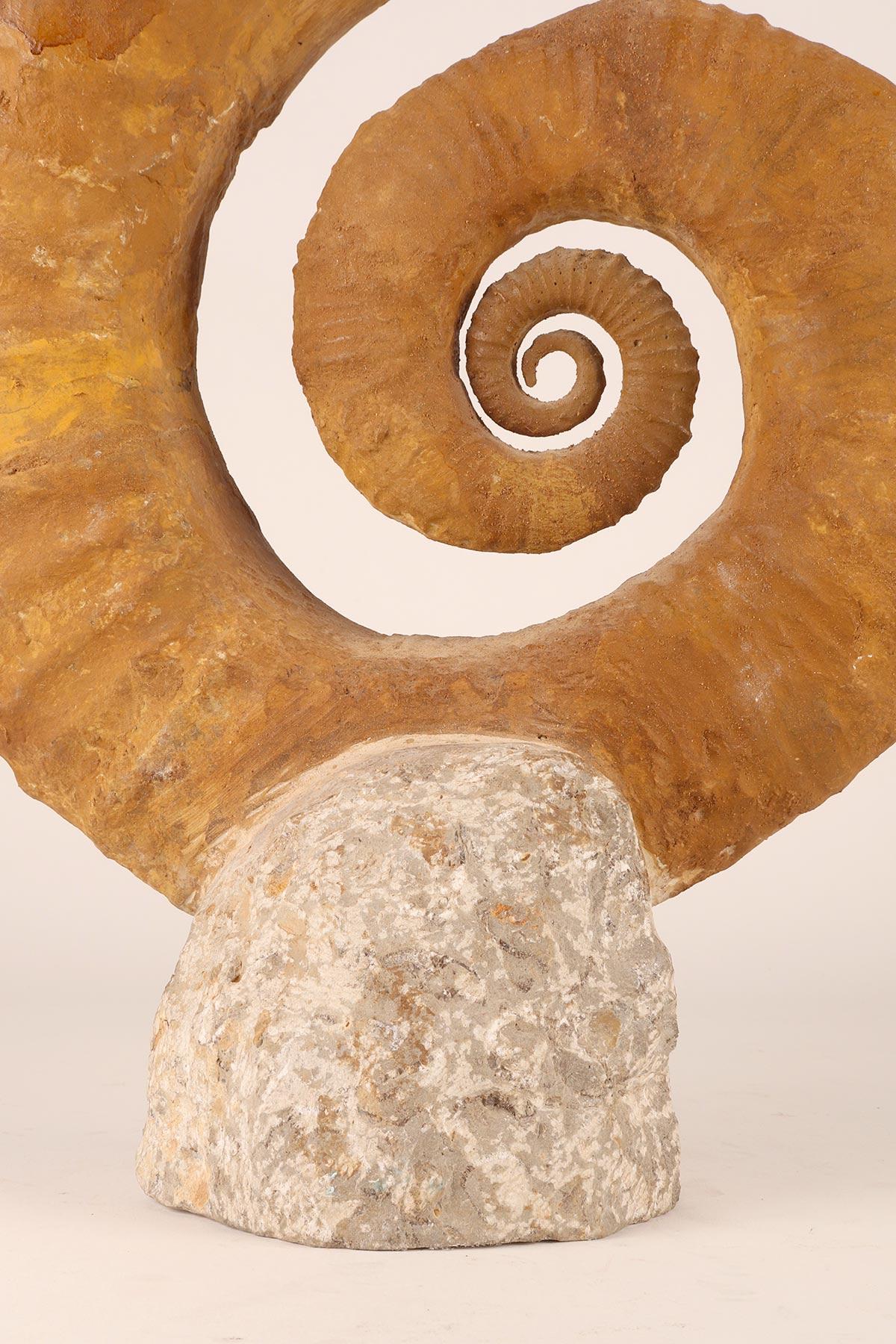 Large Open Coil Heteromorph Ammonite Fossil Specimen, France In Good Condition In Milan, IT