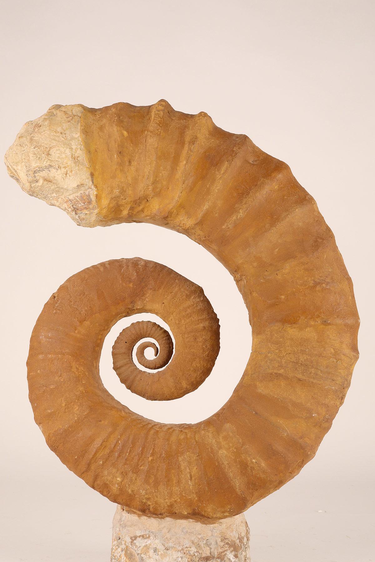 18th Century and Earlier Large Open Coil Heteromorph Ammonite Fossil Specimen, France
