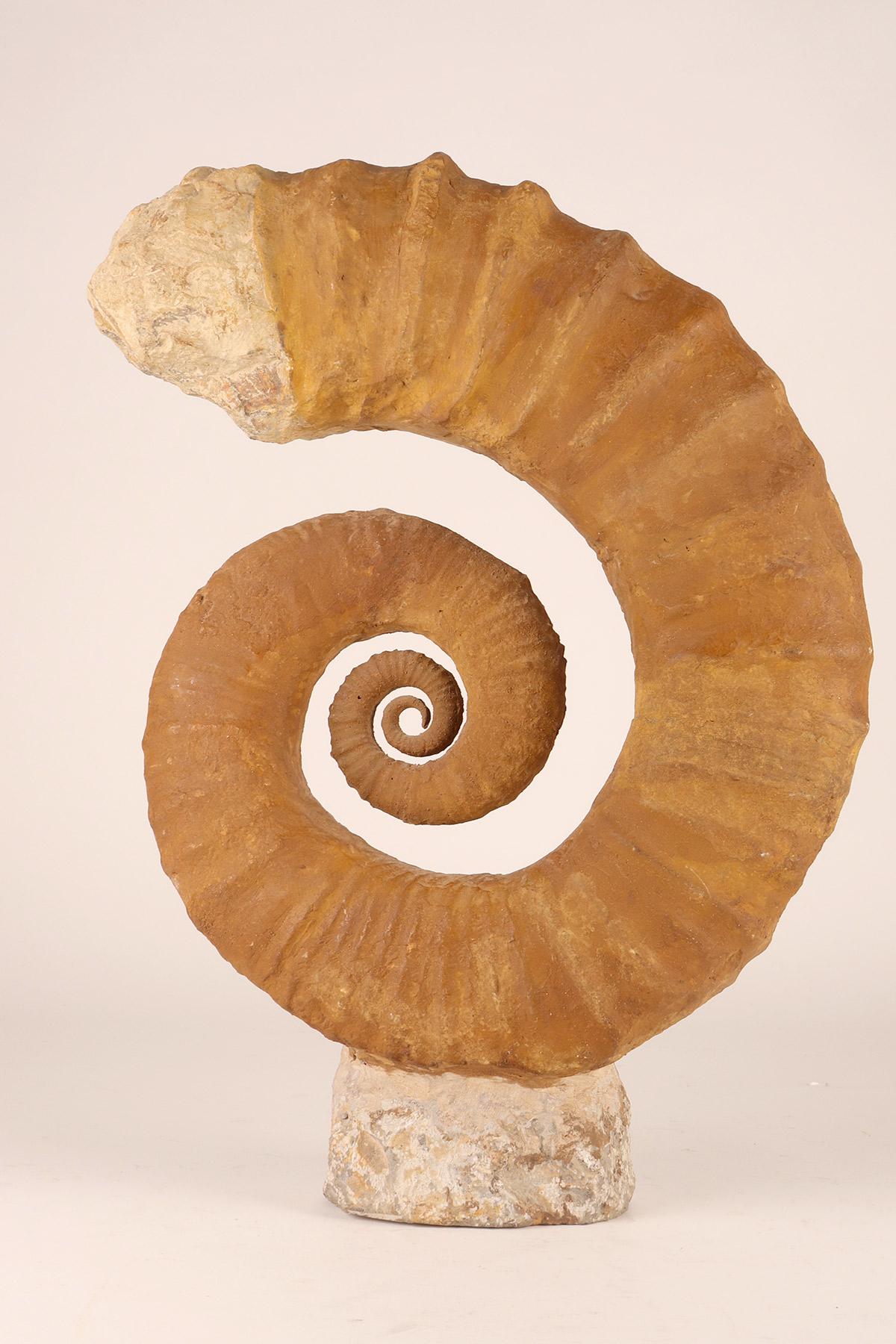 Stone Large Open Coil Heteromorph Ammonite Fossil Specimen, France